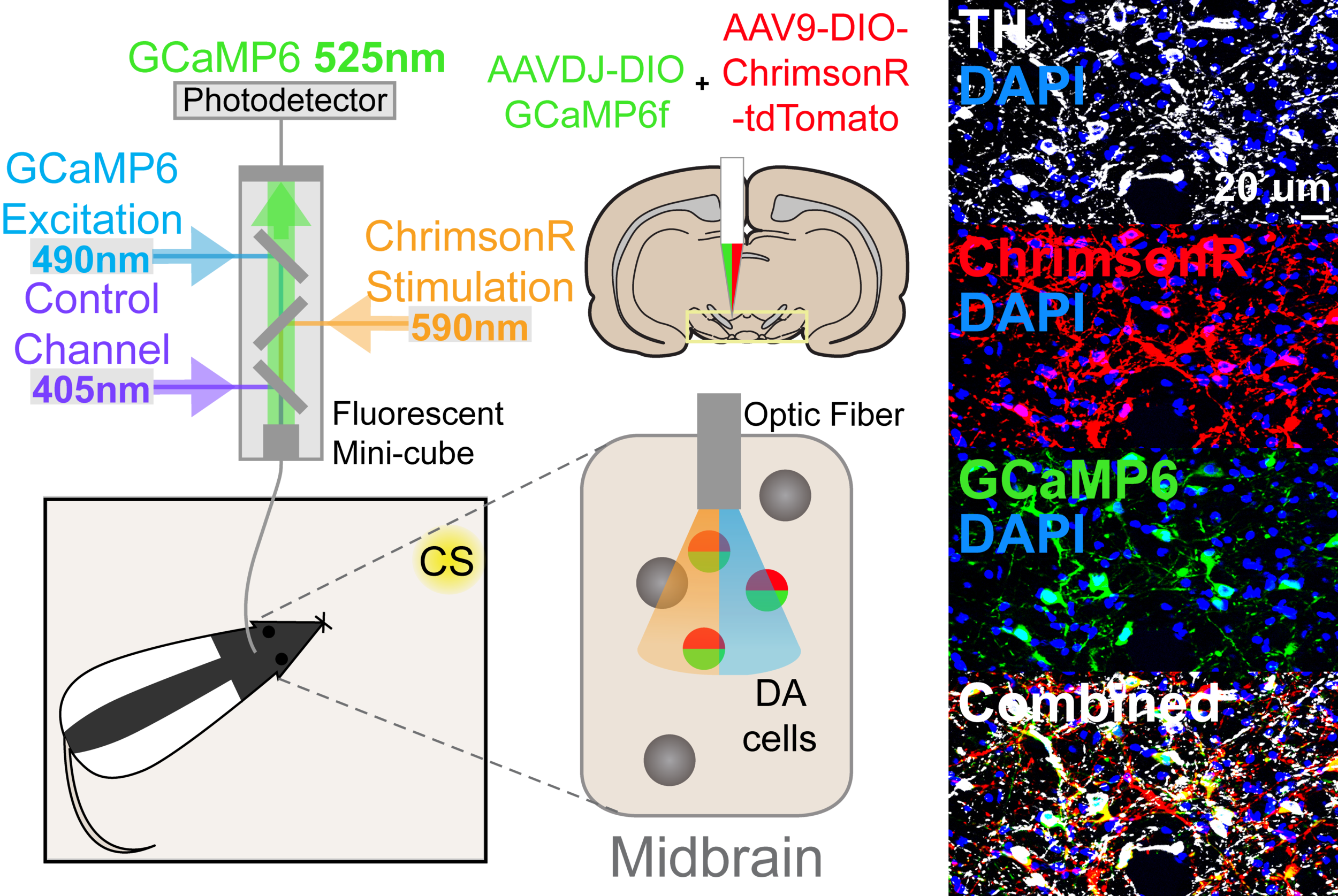 Fiber photometry allows for the measurement of calcium signaling, as a proxy for neural activity, via genetically-encoded calcium indicators (GCaMP6). Here photometry was combined with optogenetic manipulation of the same neurons, during Pavlovian conditioning. Saunders et al., in prep.