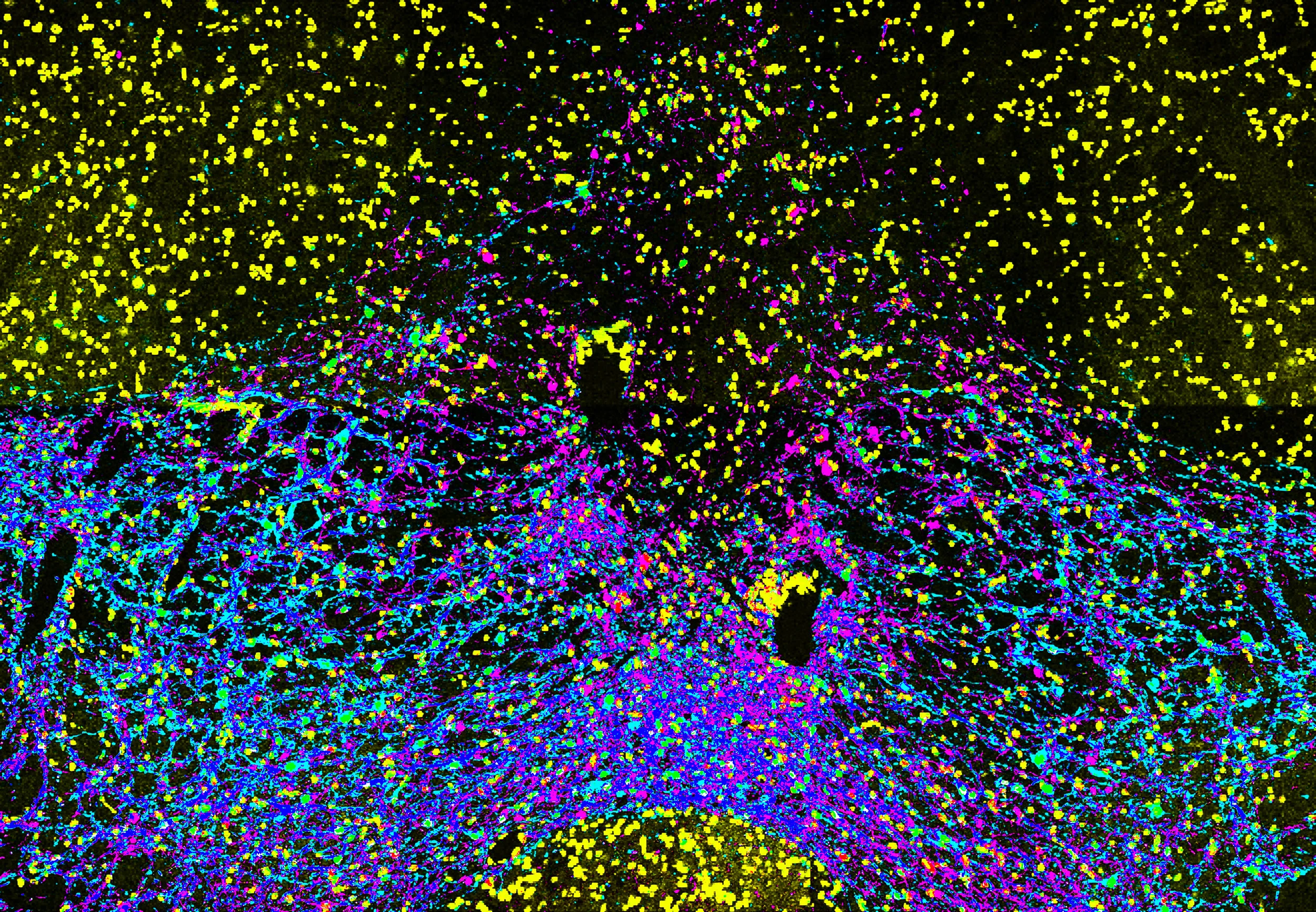 Image of the medial ventral tegmental area. Dopaminergic neurons, expressing tyrosine hydroxylase (pink), co-express ChR2-eYFP (light blue) in this preparation.