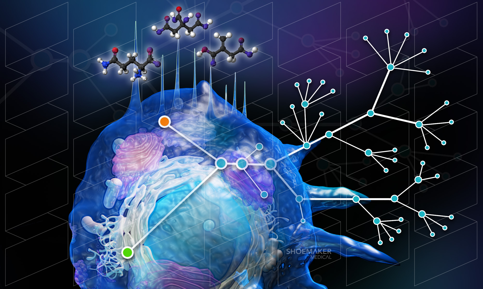 MacrophageNetwork.jpg