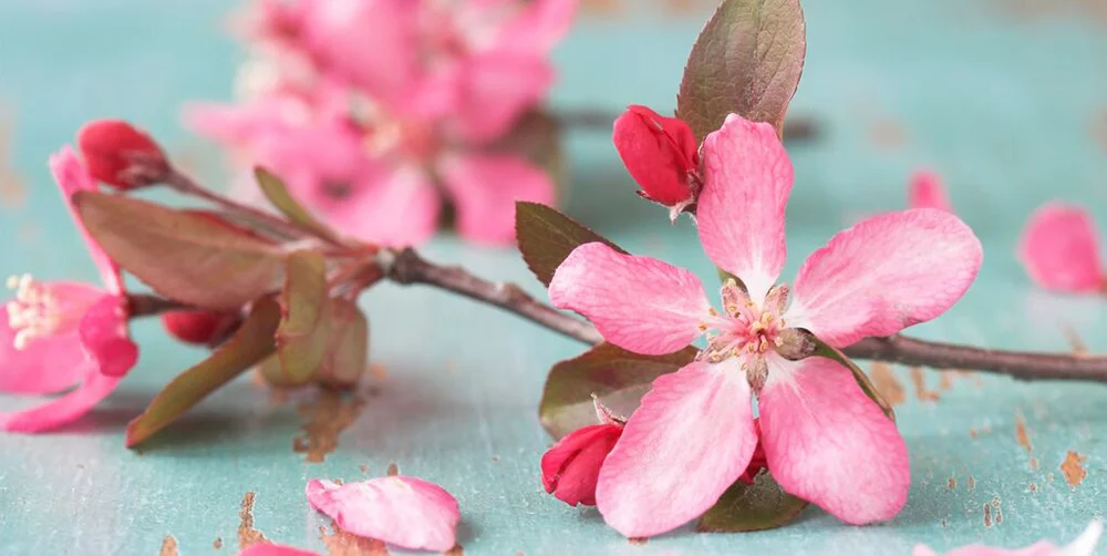 BROOKLYN HEIGHTS BEHAVIORAL ASSOCIATES: mindfulness