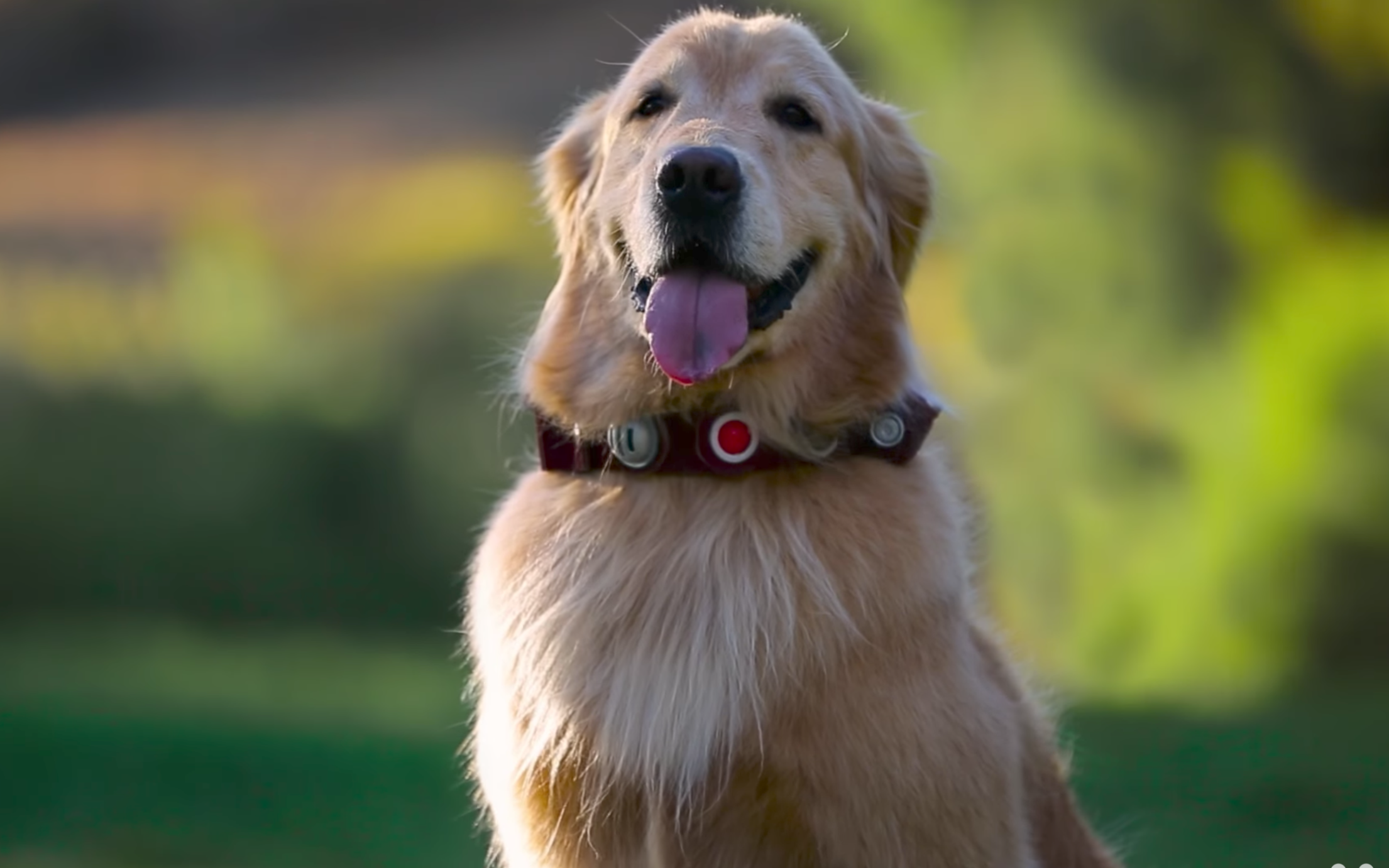 Disney•Pixar’s Dug IRL