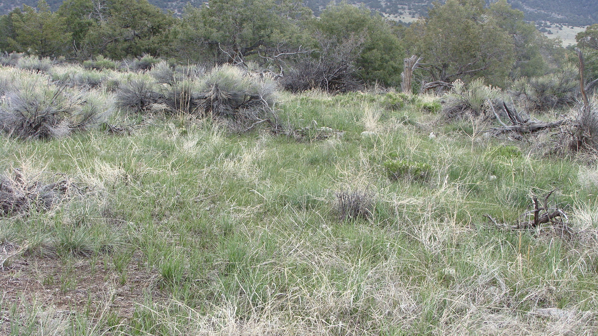 ... Brings Green to the Foothills!