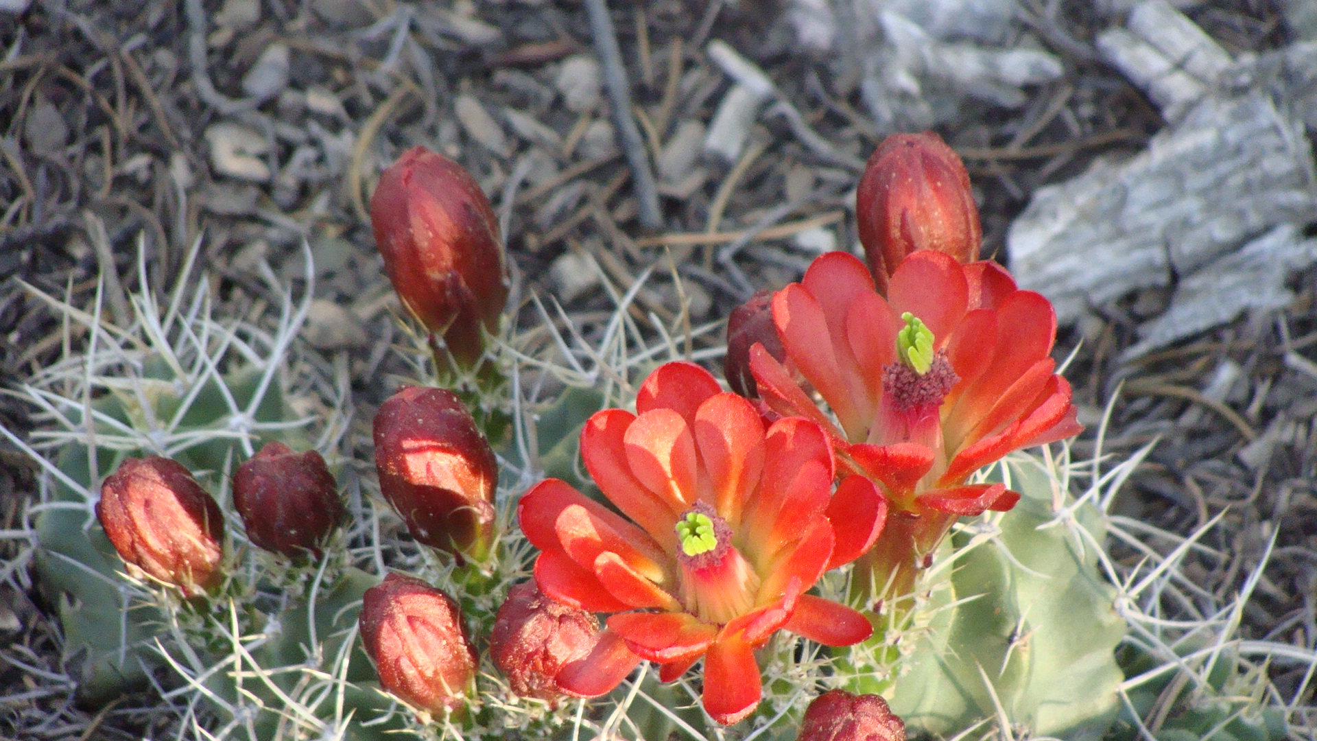 Summer is bursting out all over!