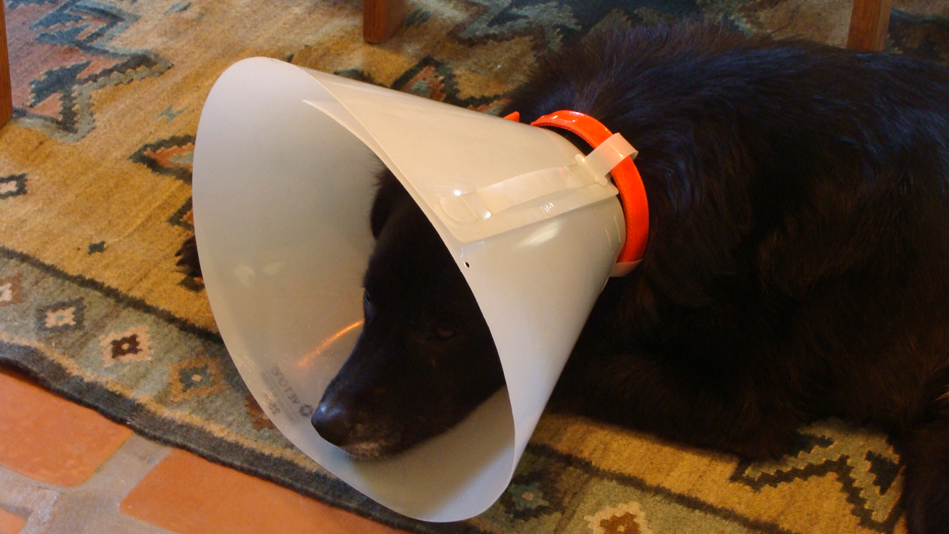 I'm trying not to lick mom, really I am, but it itches ...