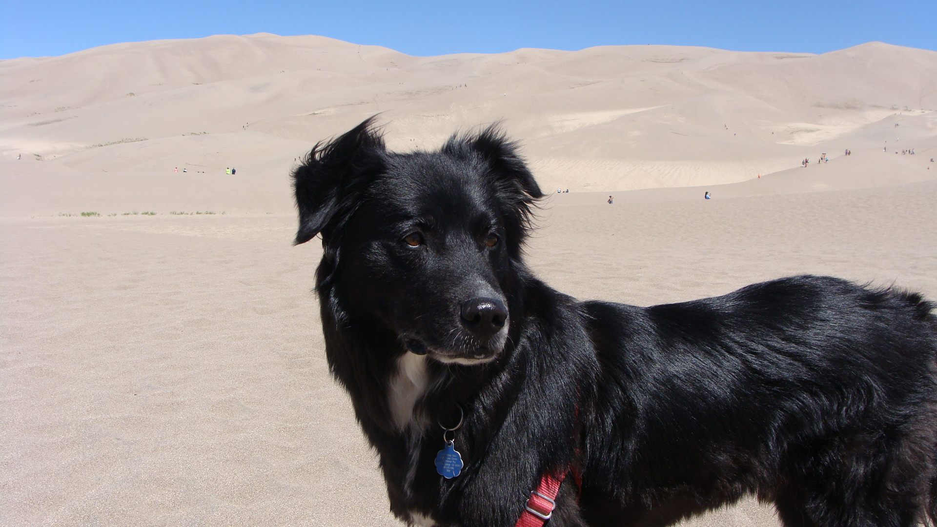 A mid-summer trip to the Great Sand Dunes nearby. 