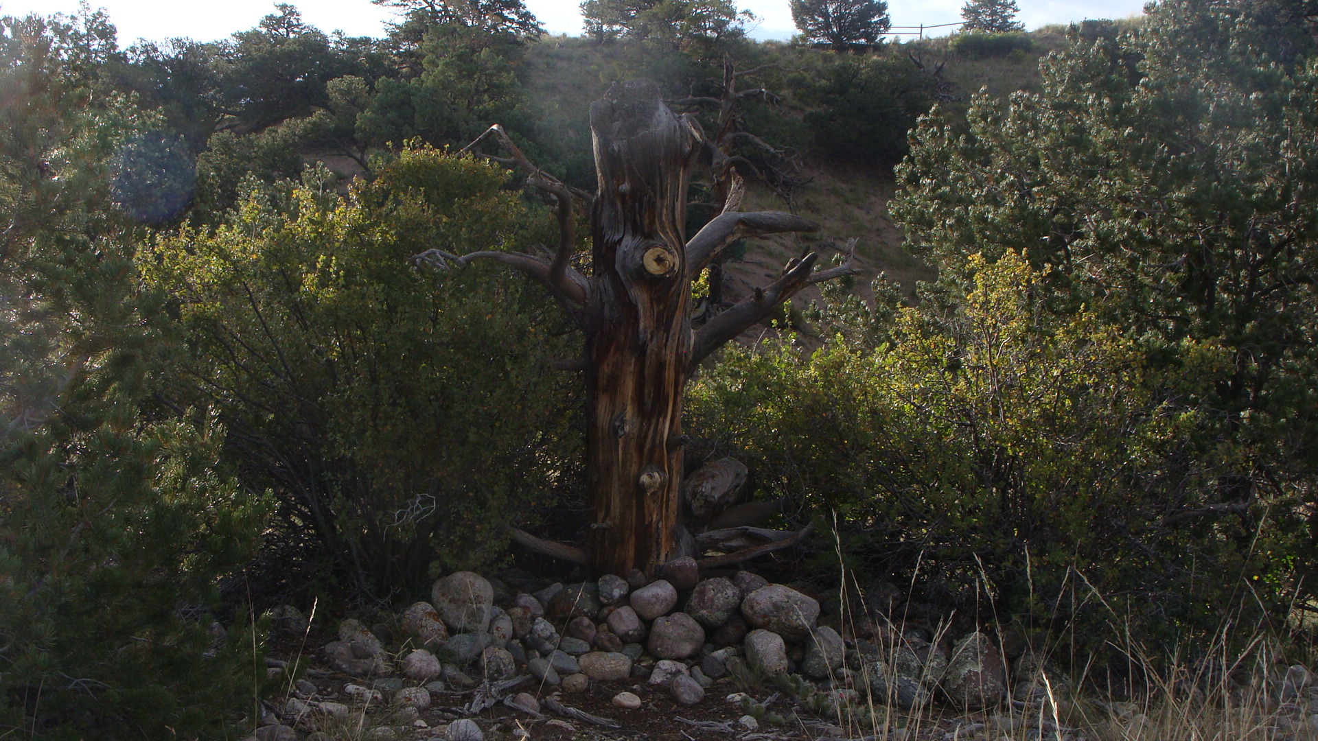 The Tree of Joy and Wisdom!