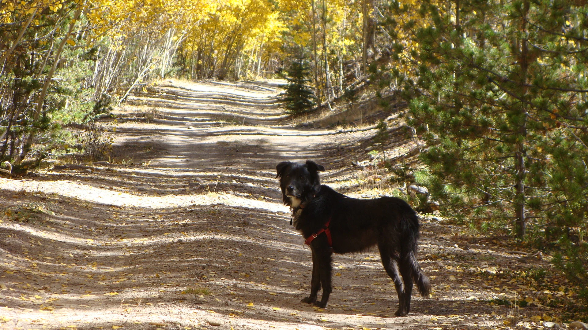 Happy dog pausing to pose on the trail ... 'come on Mom!'