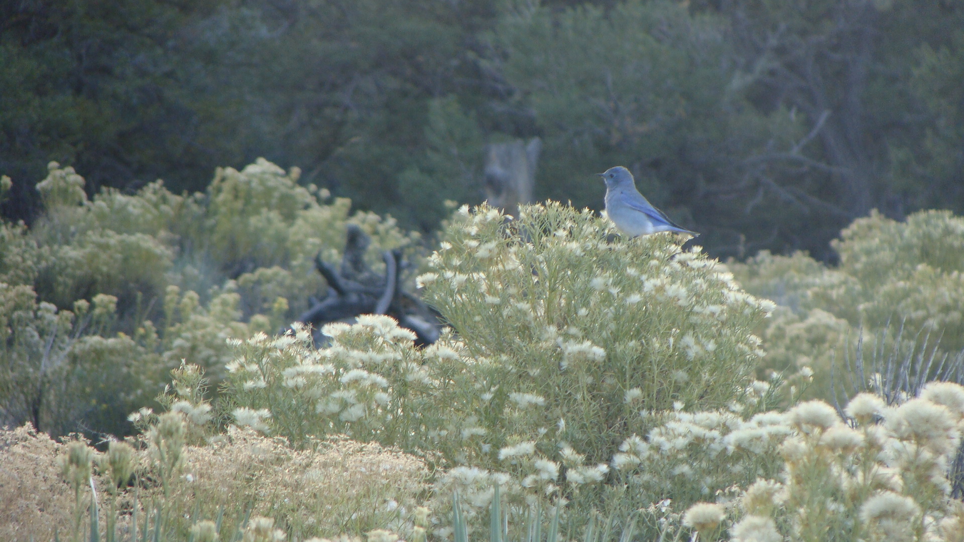A cheerful bluebird that reminds me to smile!