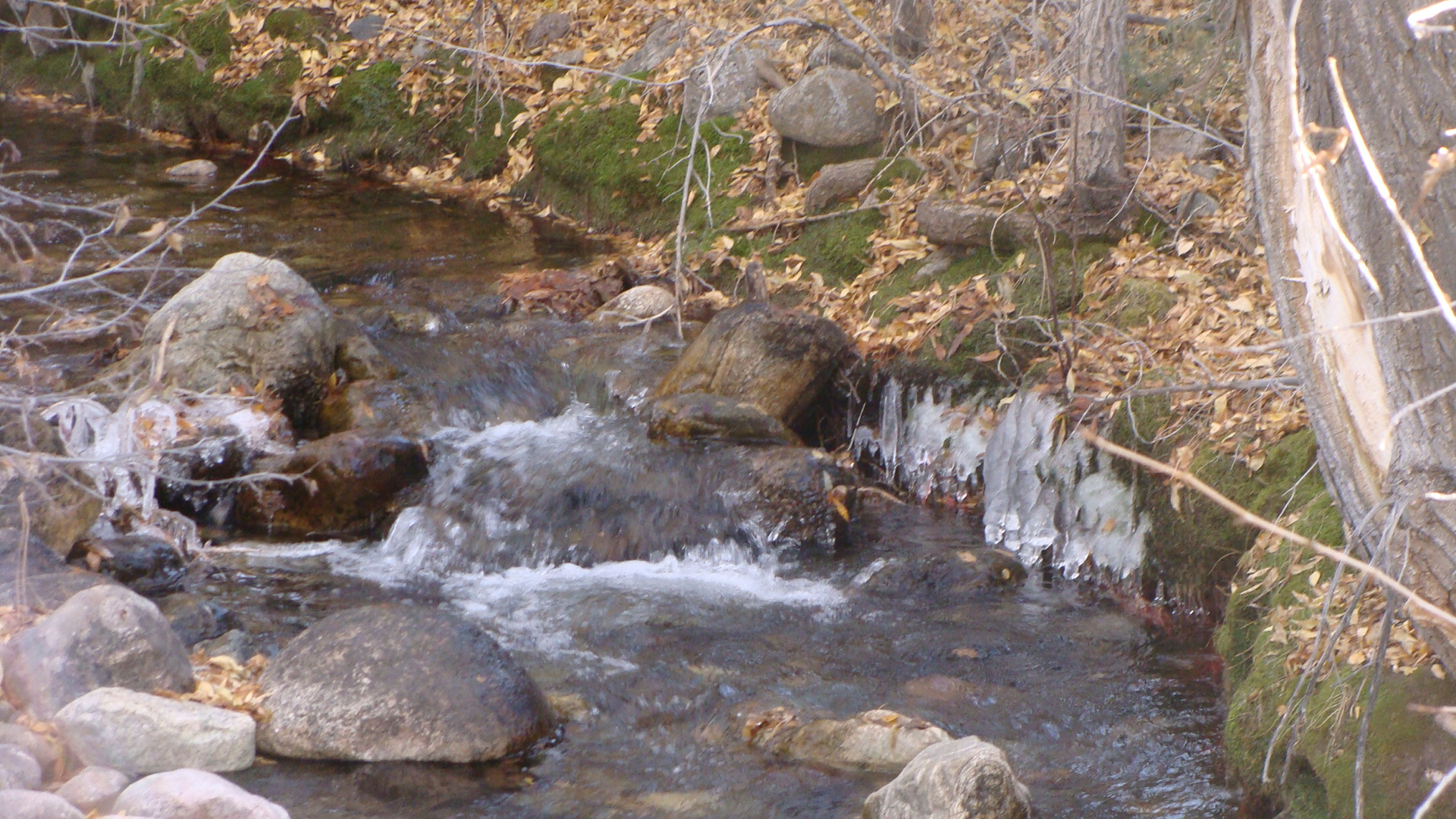 The nights are getting colder and slowly ice grows on Cottonwood Creek