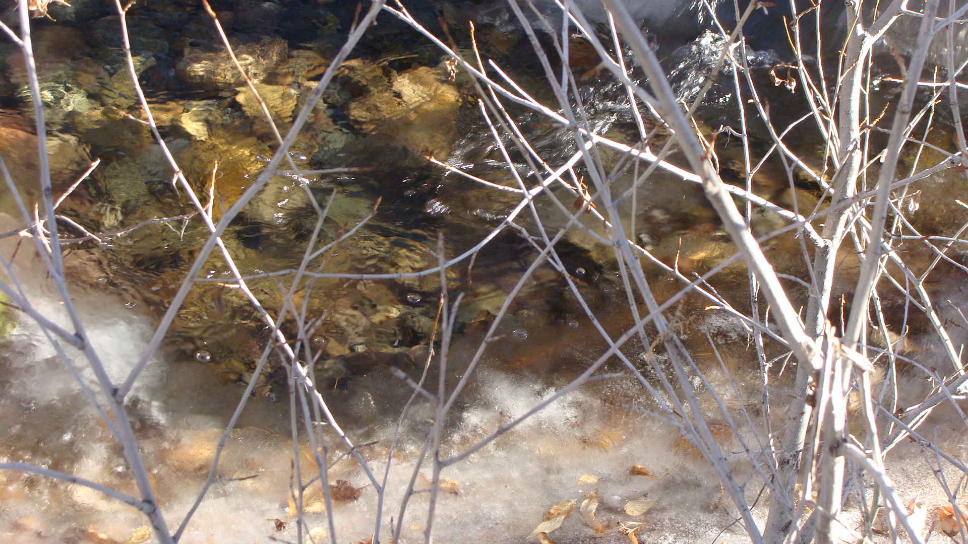A quiet moment at Cottonwood Creek