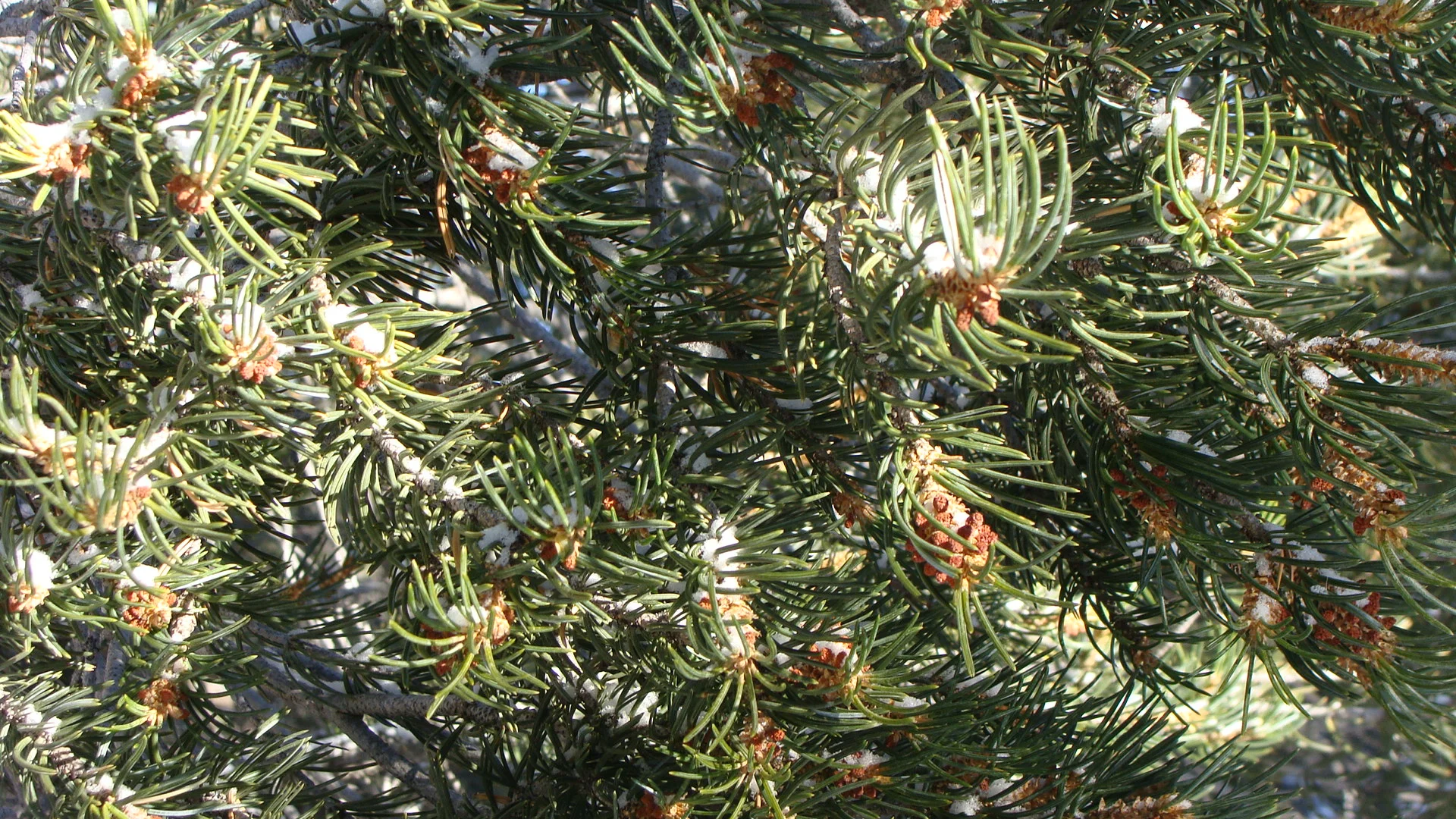 Nature's Bounty - Flakes, Needles, and Cones