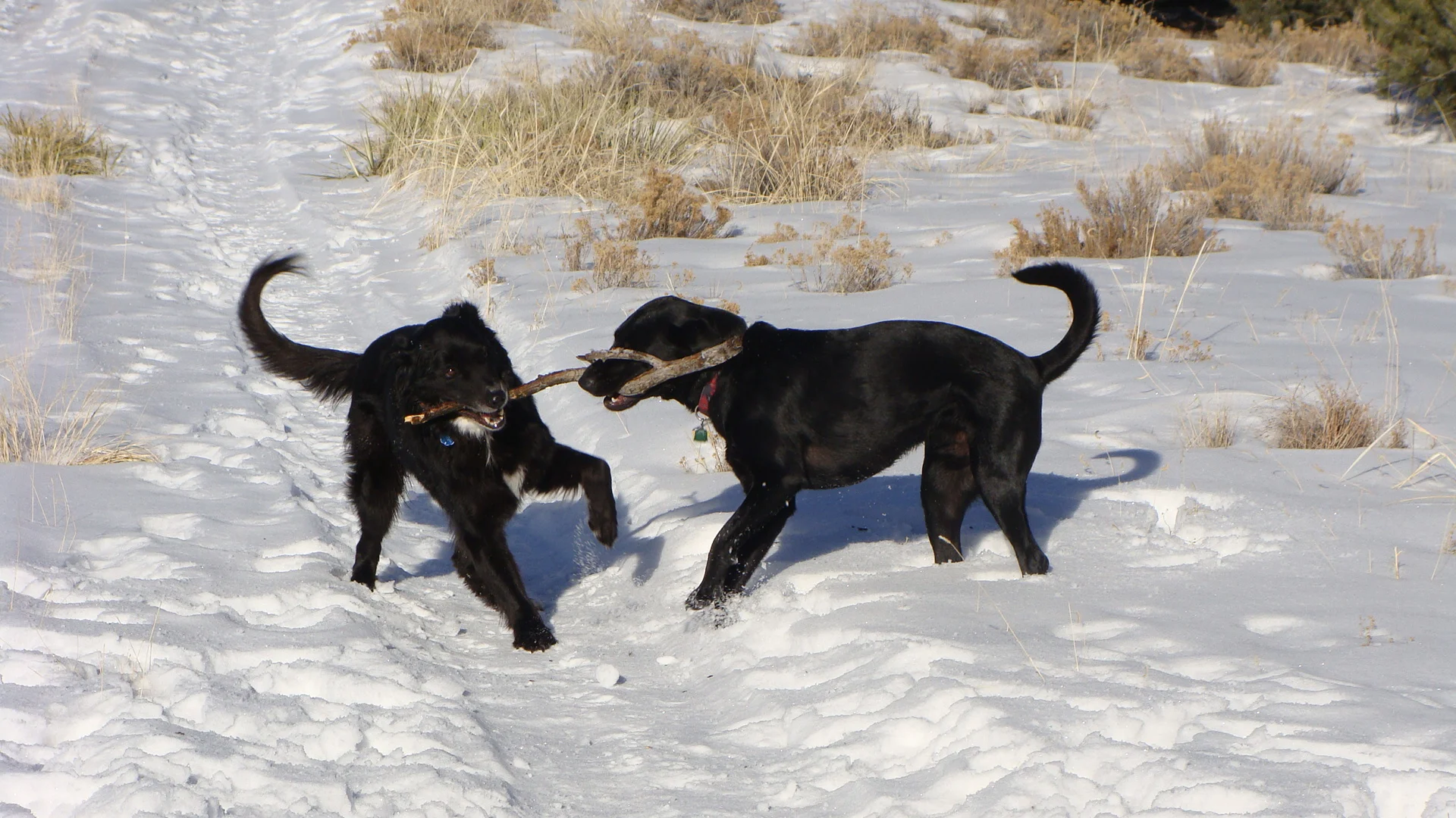 Teachers at work. The boys at play. "No! I want the stick!"