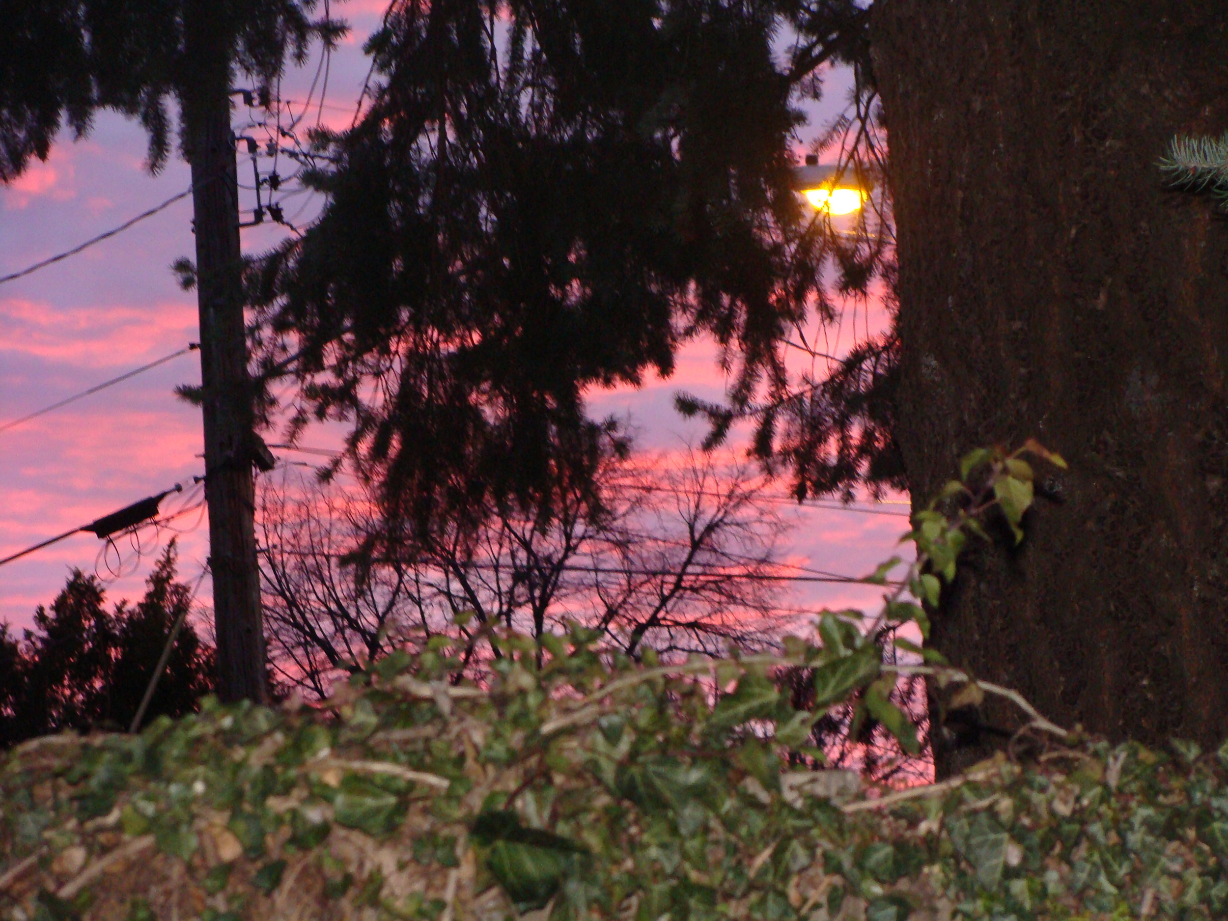 Despite the world, spring dawns ...