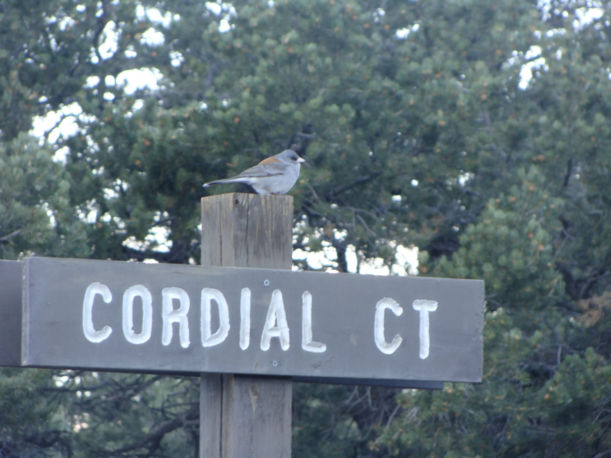 A friendly junco greets the day