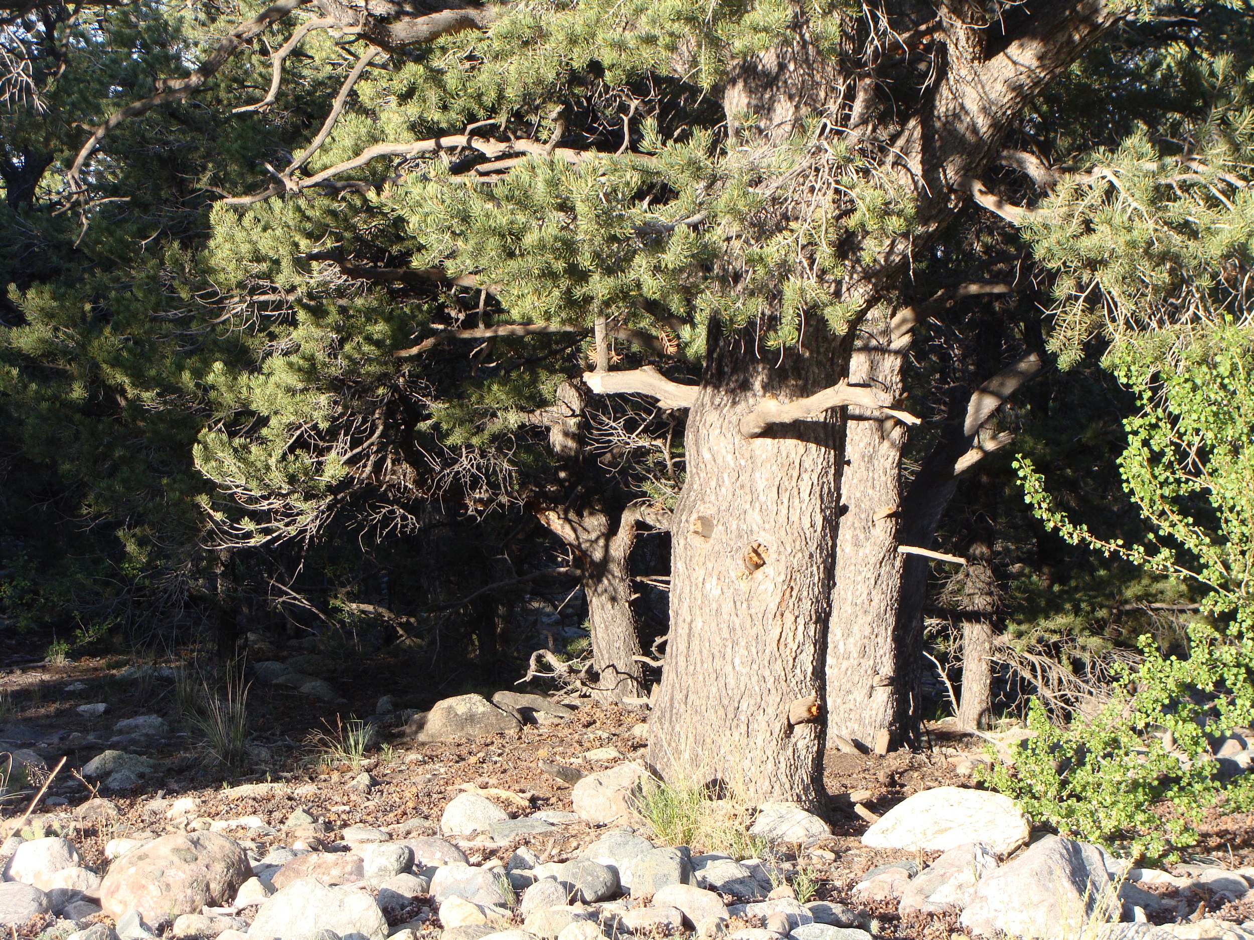 On behalf of the forest, a tree greets the morning sun.