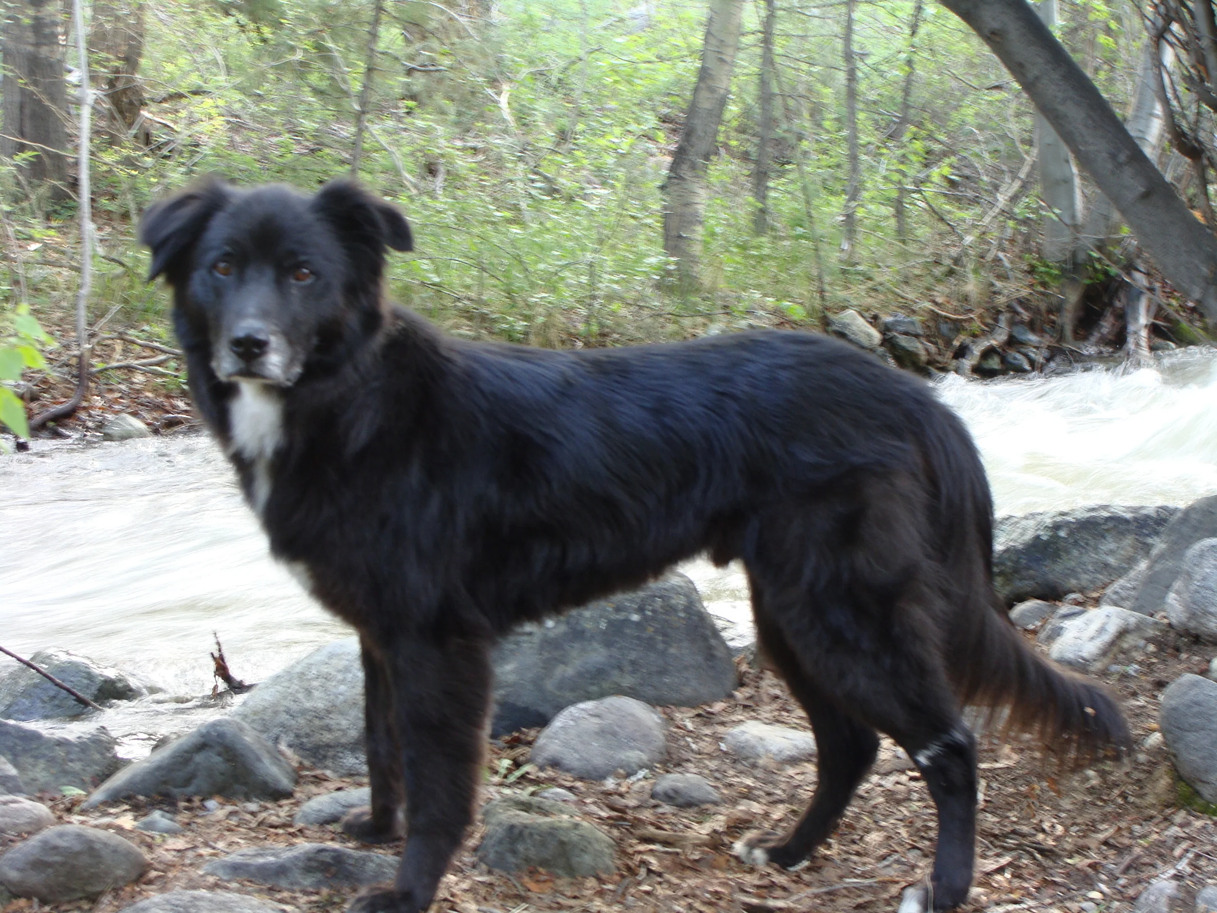 Luke sporting his 'summer cut' at our favorite spot on Cottonwood Creek.