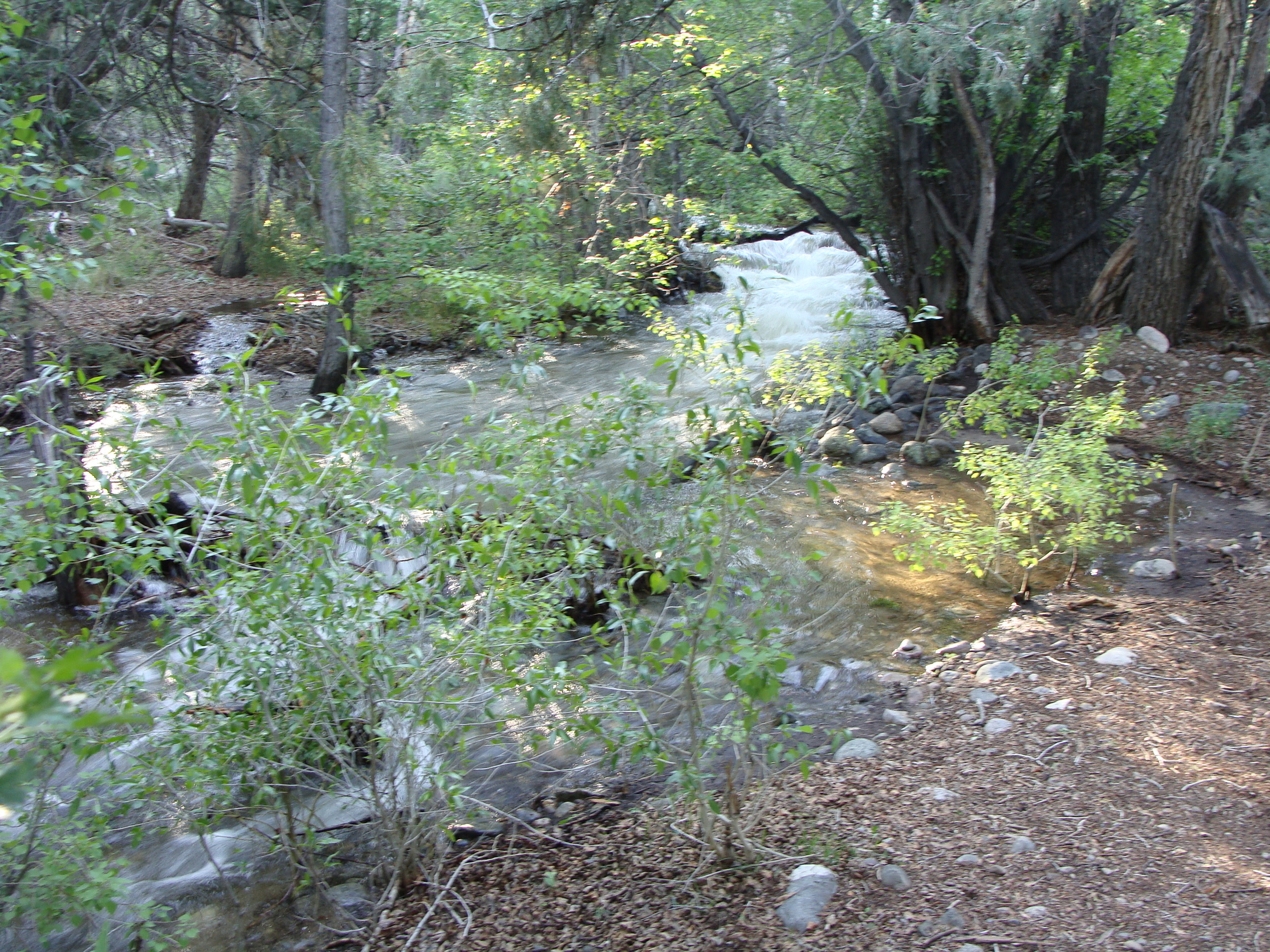 The flow is increasing, Cottonwood Creek widens and the sound of the gentle stream is a roar. That's the energy of Spring and Summer!