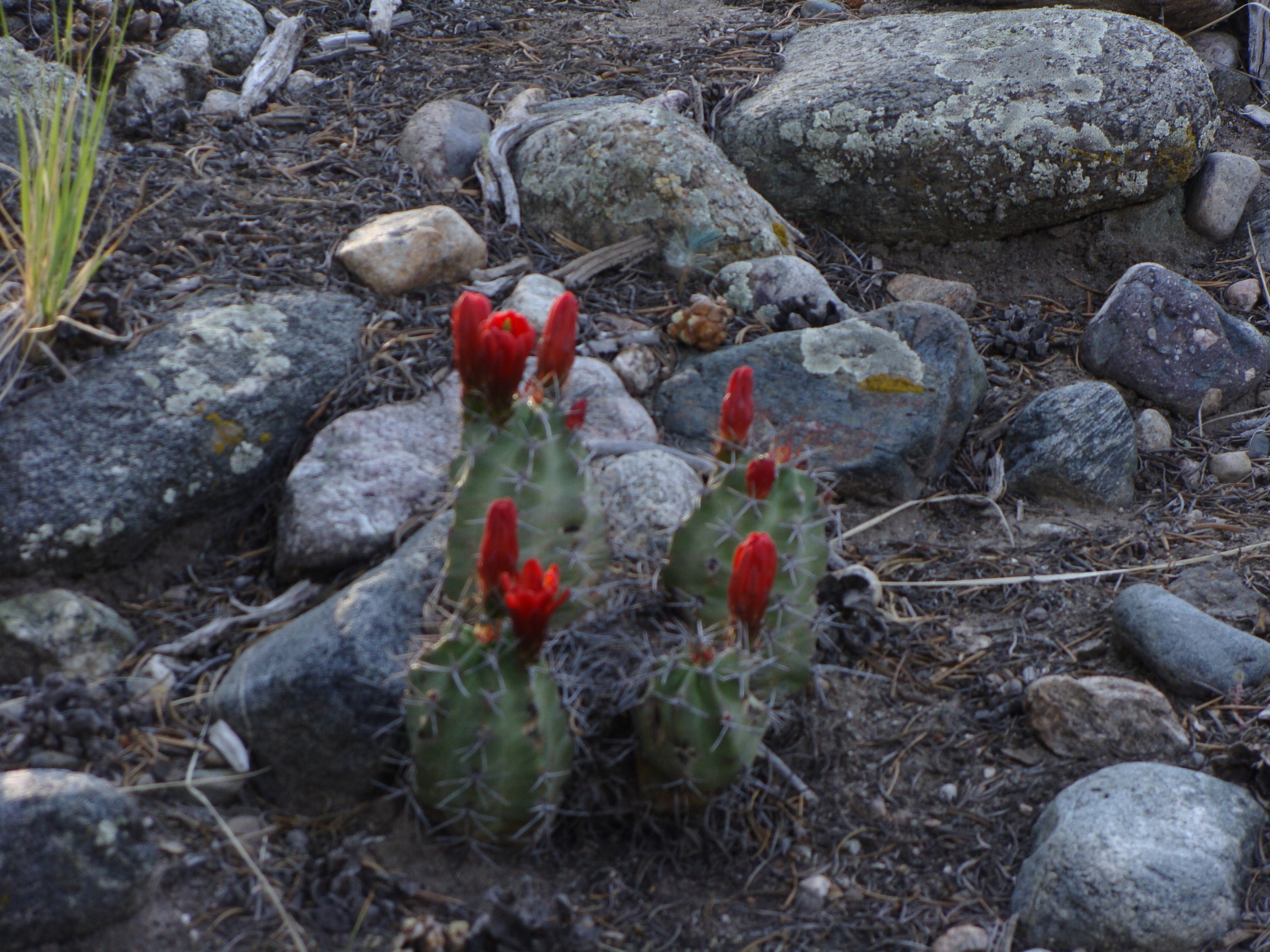 Beauty Blooms From the Prickliness of Life