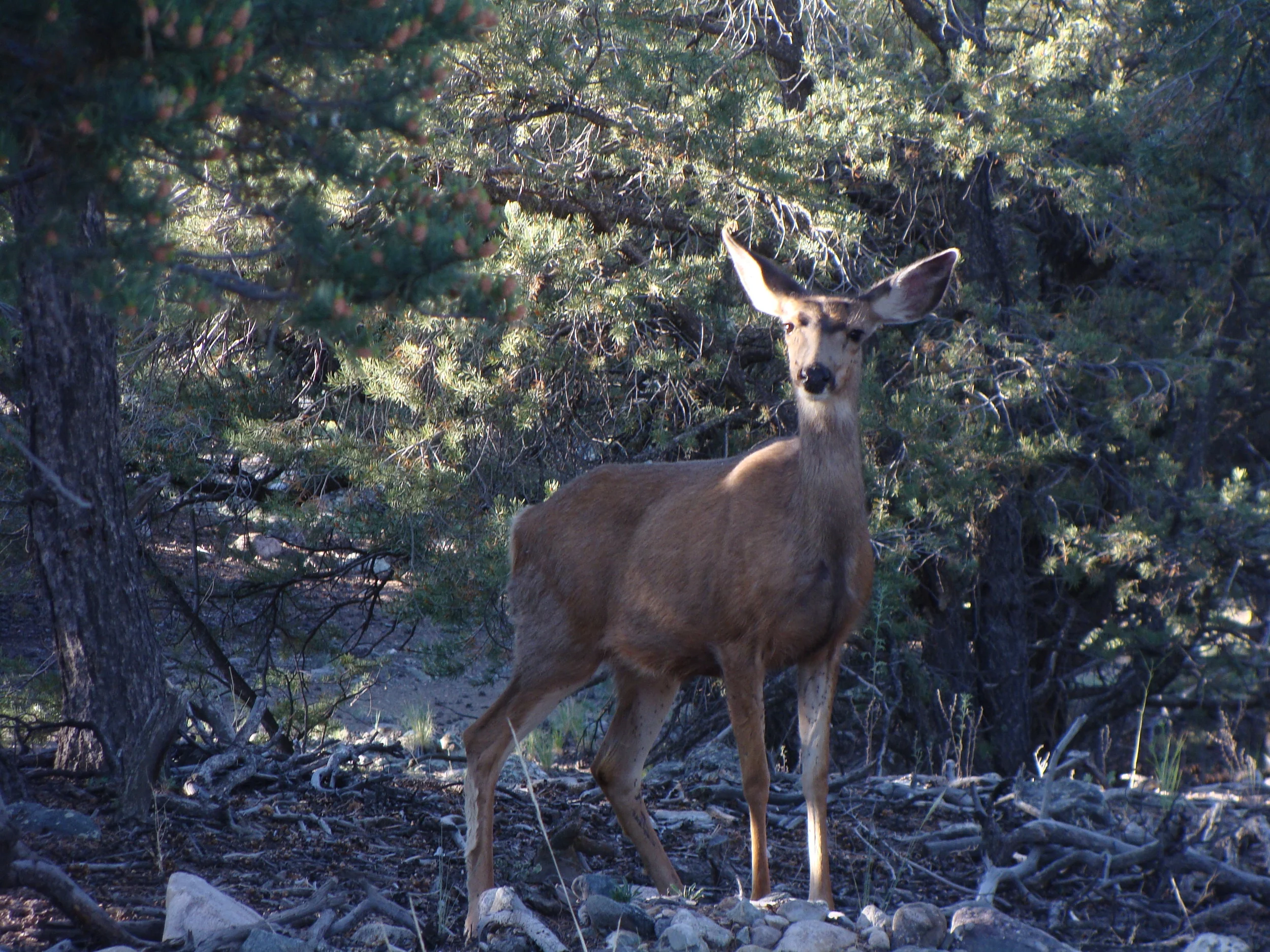 Gentle greeting in the woods this morning.