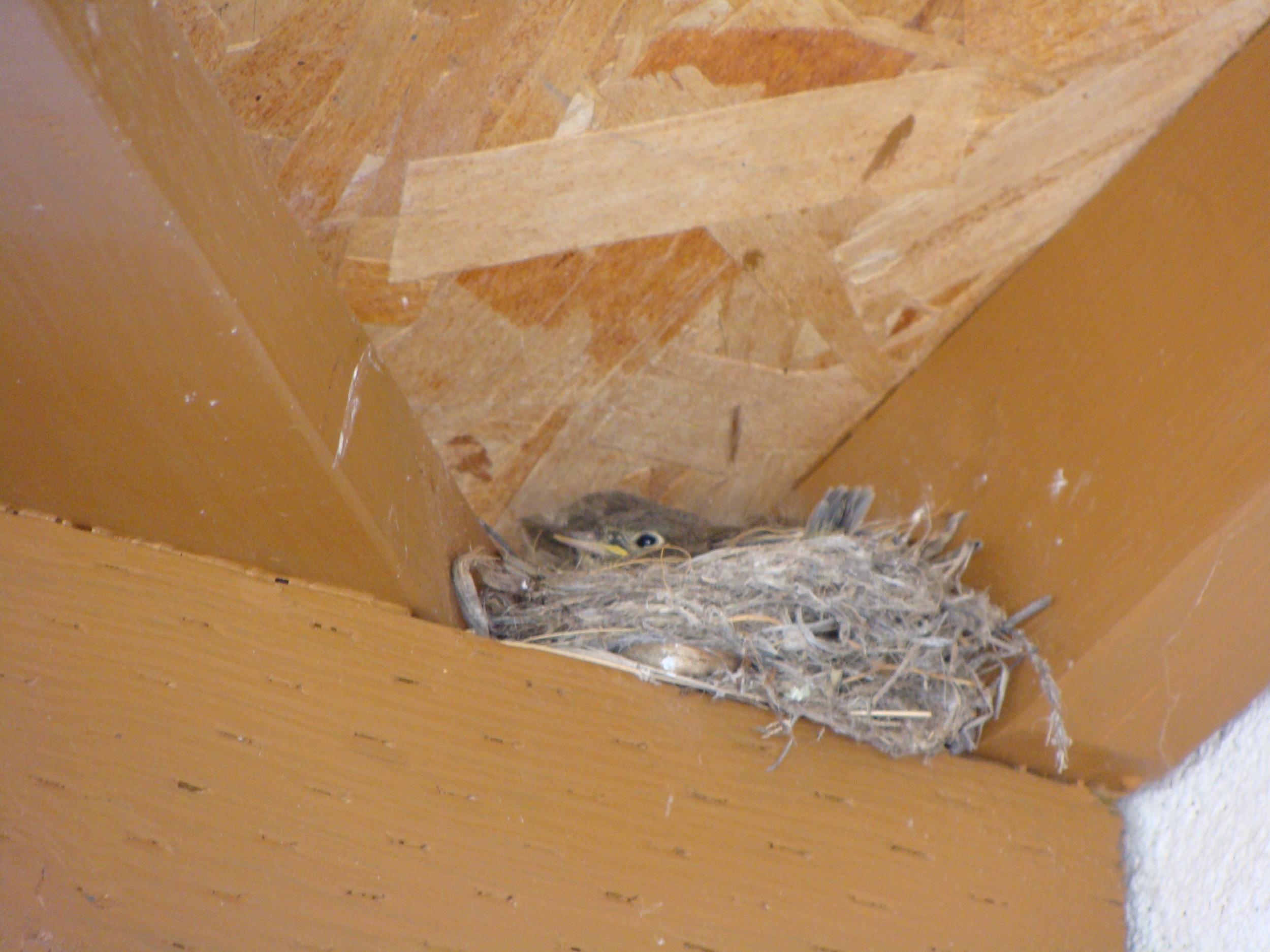Growing Up ... When Will They Fledge?