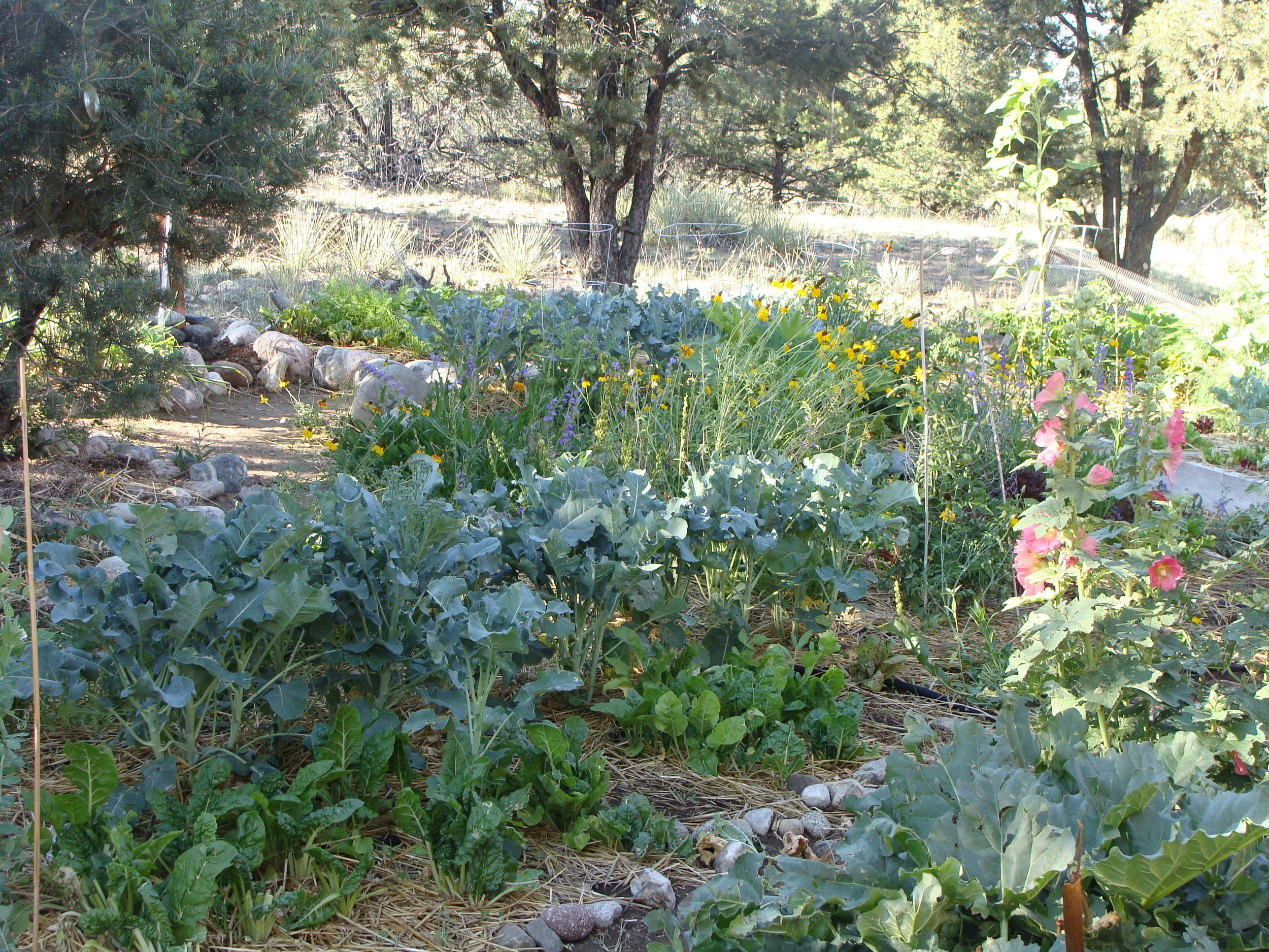 The garden offers a visual feast to match the bounty of our harvests.