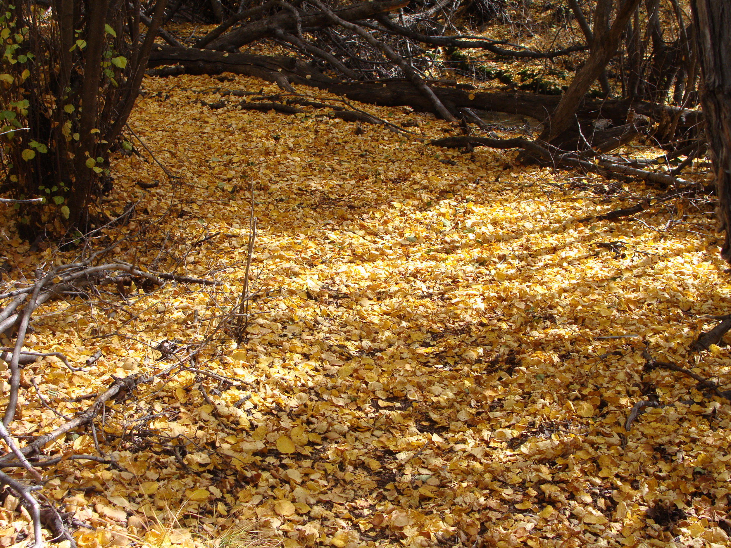May All Your Paths Be Paved With Gold!