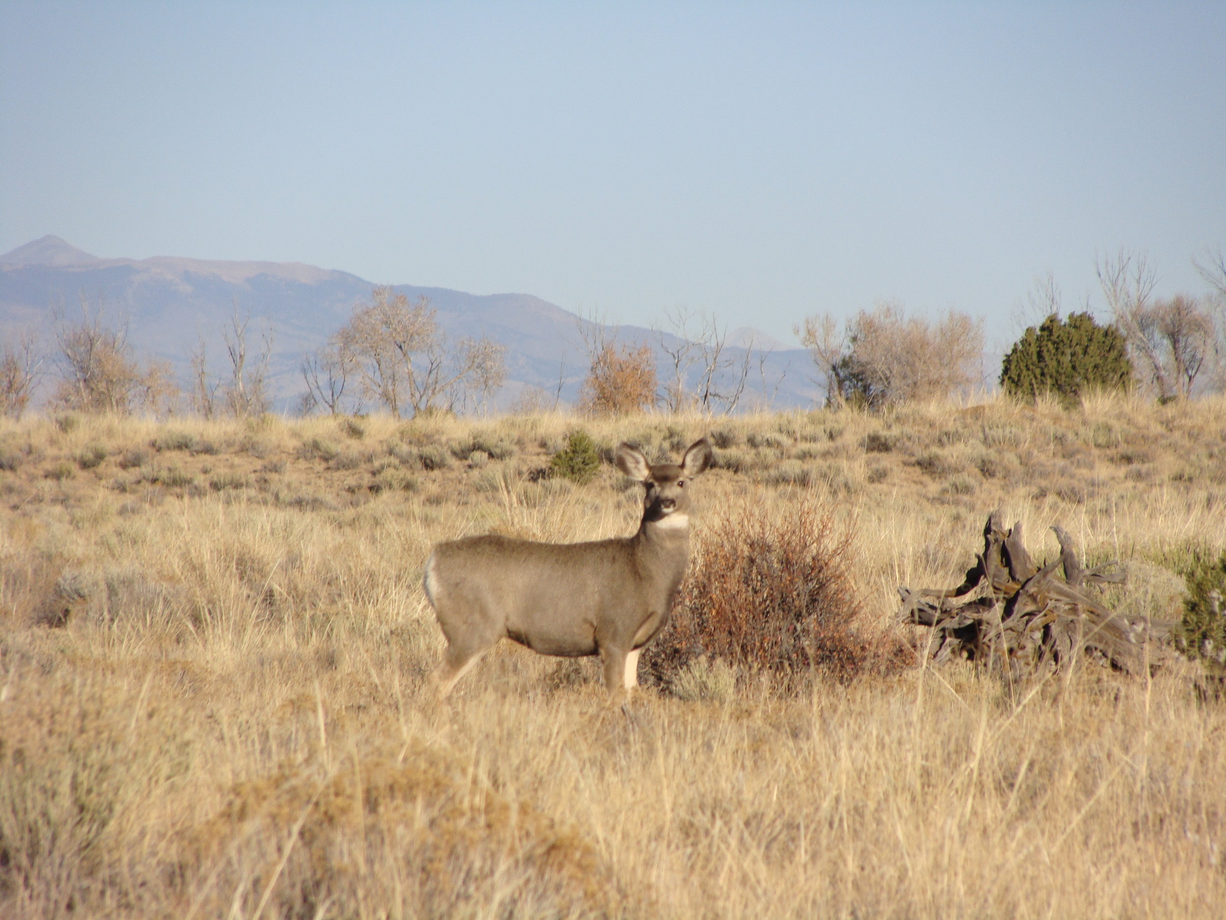 In nature, I count on the gentle, sweet presence of deer giving me a watchful eye from time to time.