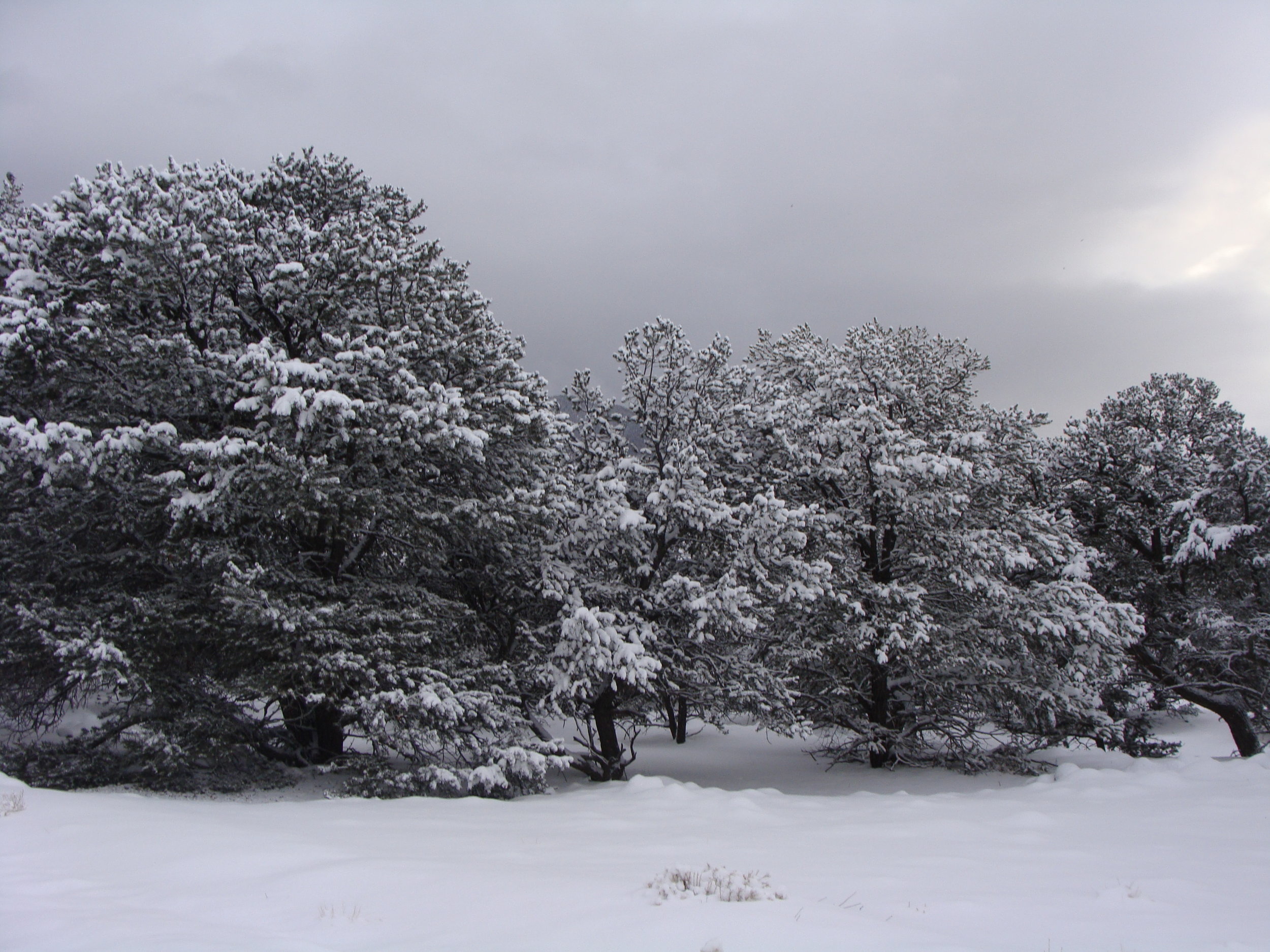 White Christmas was NOT a dream!