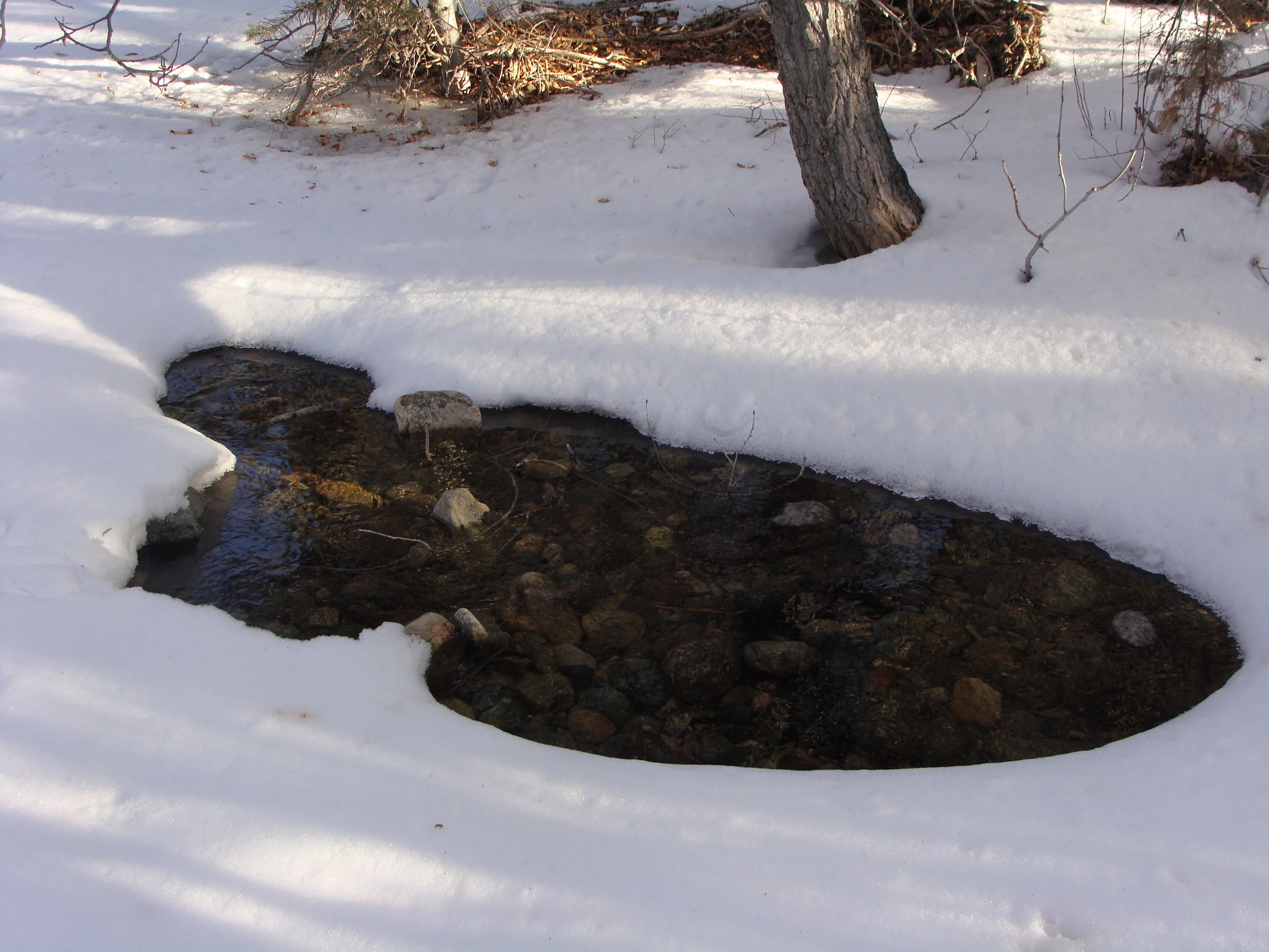 As the snow melts, the gentle flow of Cottonwood Creek comes to the surface.
