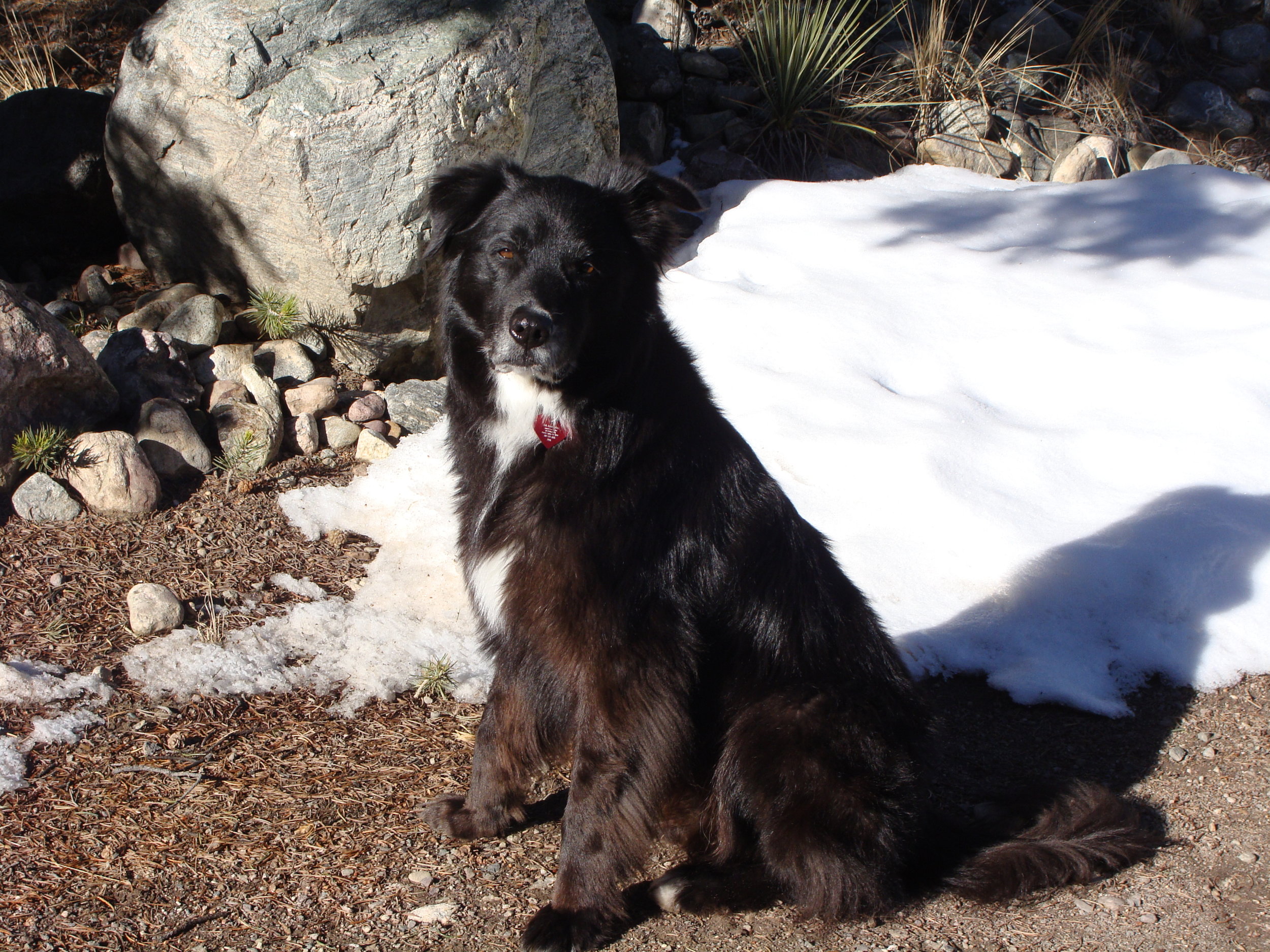 Mr. Handsome, beauty of the canine kind