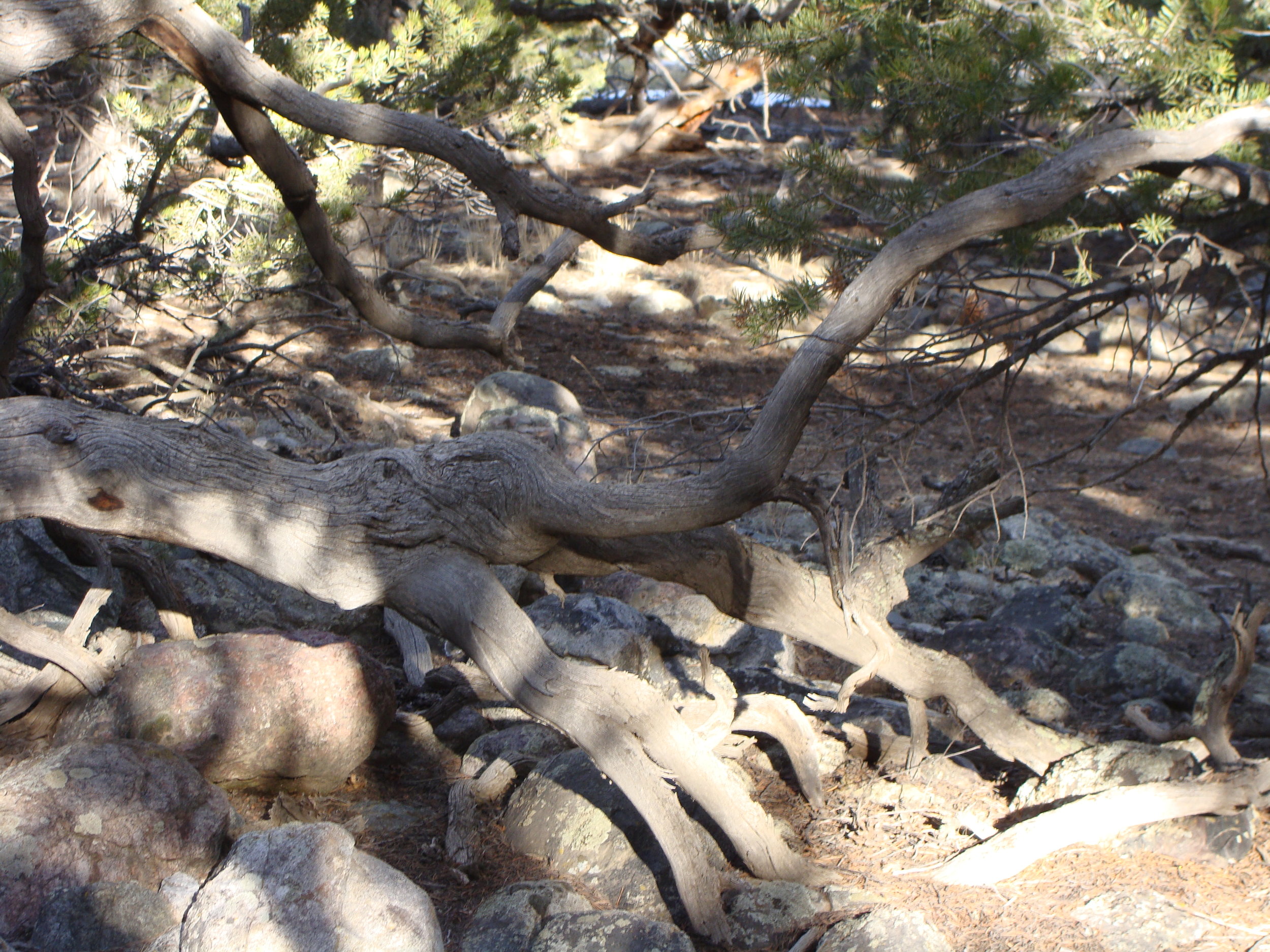 Elephant in the Woods (can you find it?)
