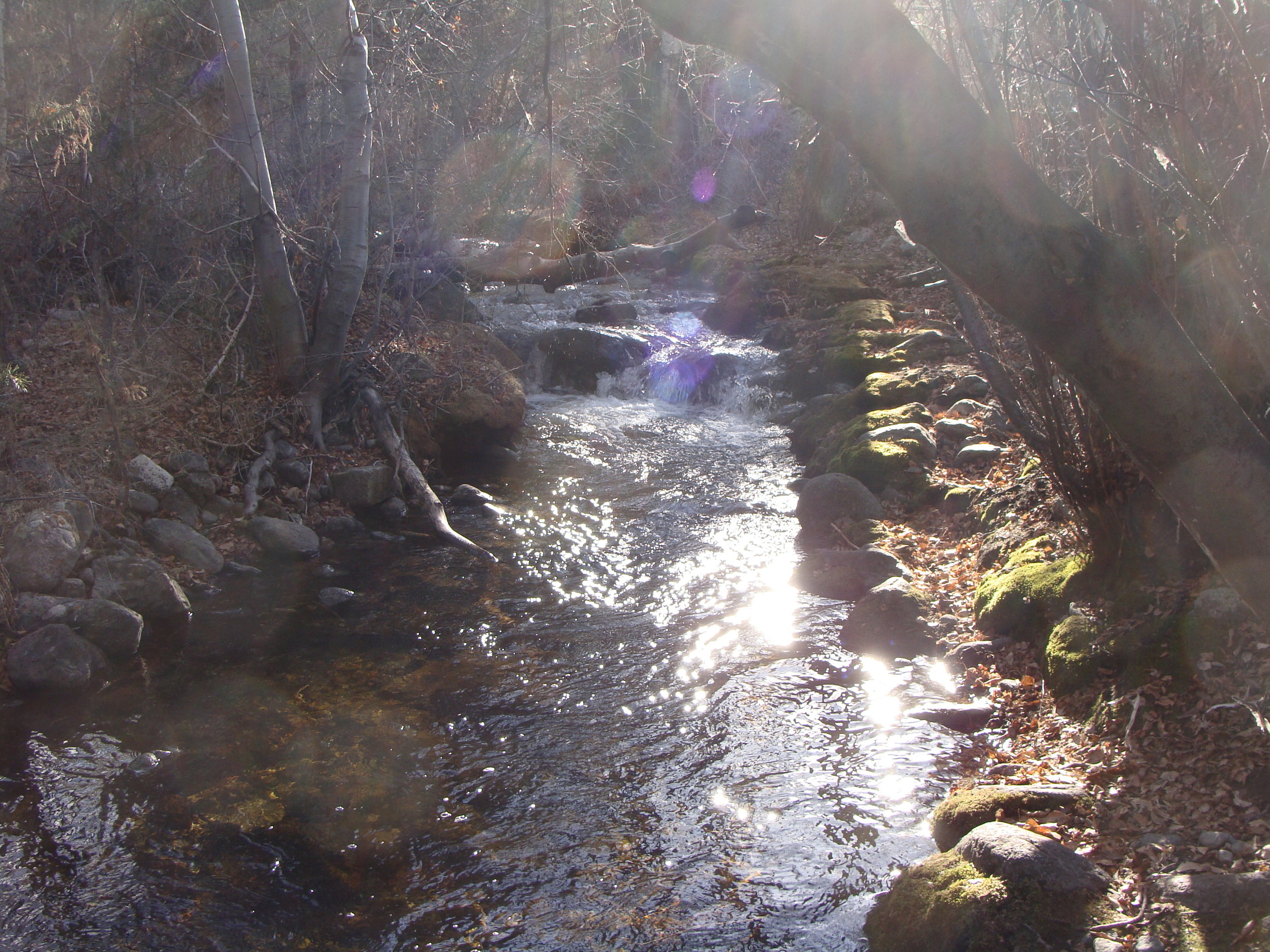 In The Company of Light Beings ... 