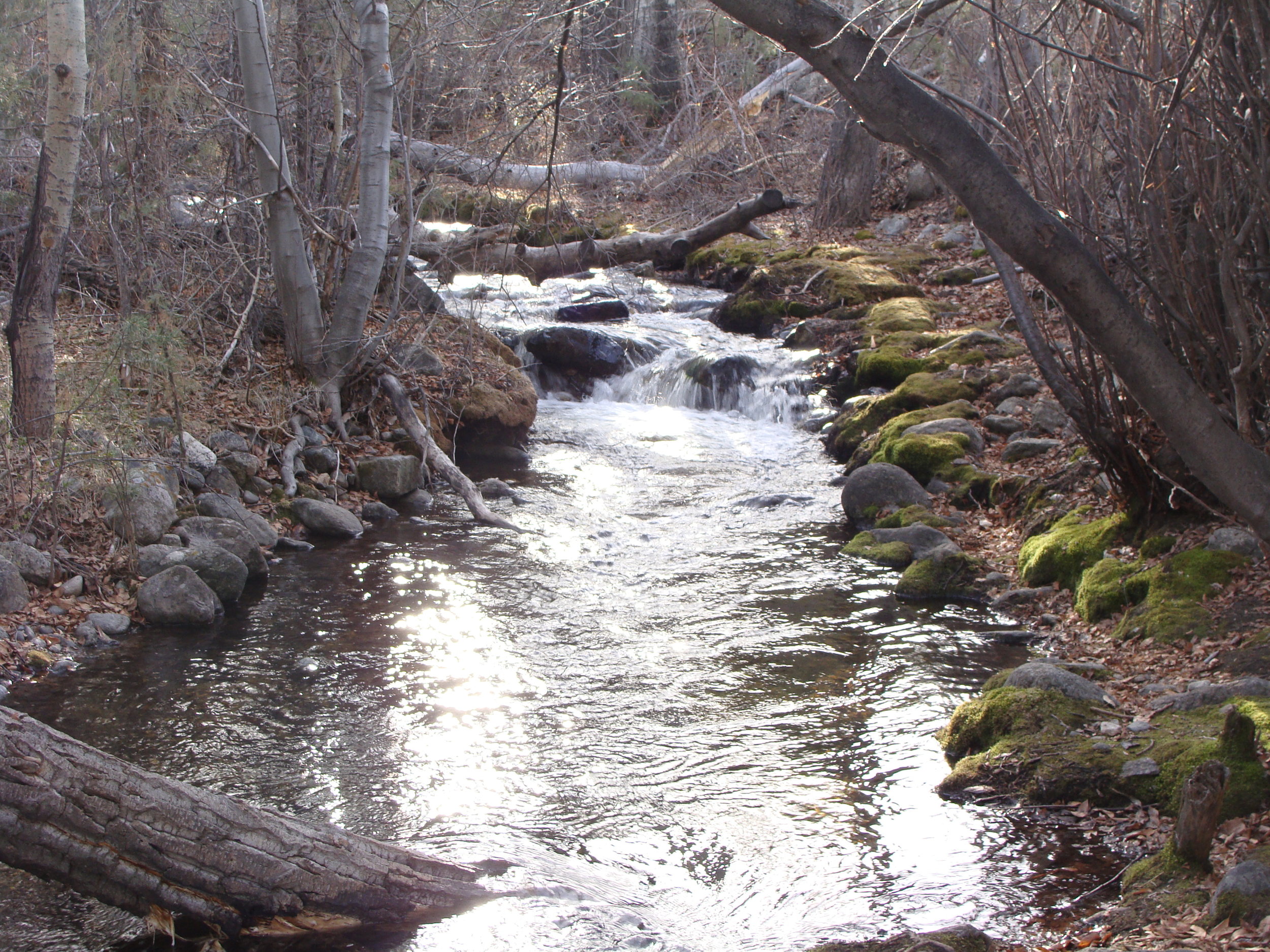 Cottonwood Creek this week ... always my place of sweet peace.