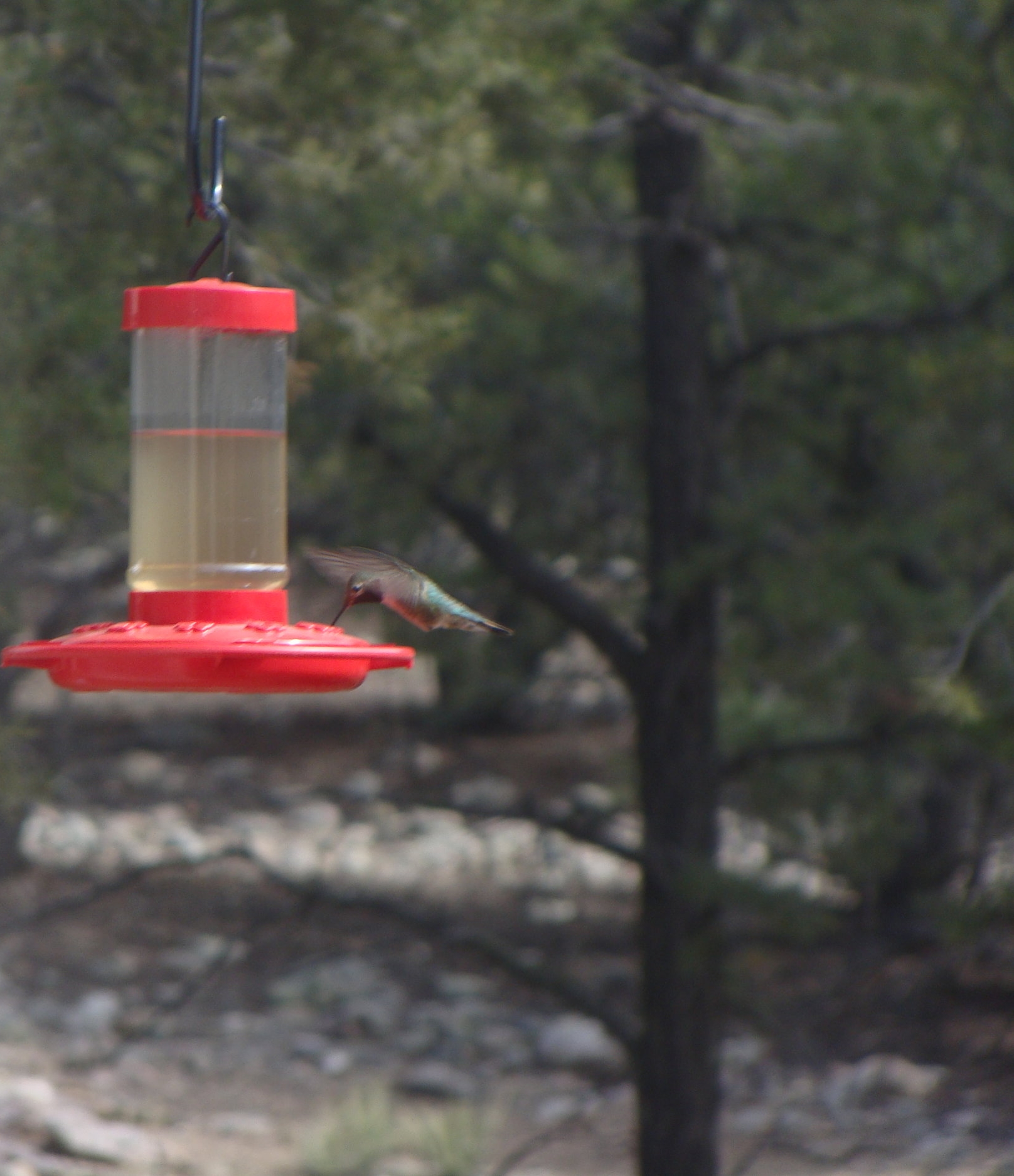 'Scout', first hummer of the season, making sure everything is in order before the charm arrives here at their summer home.