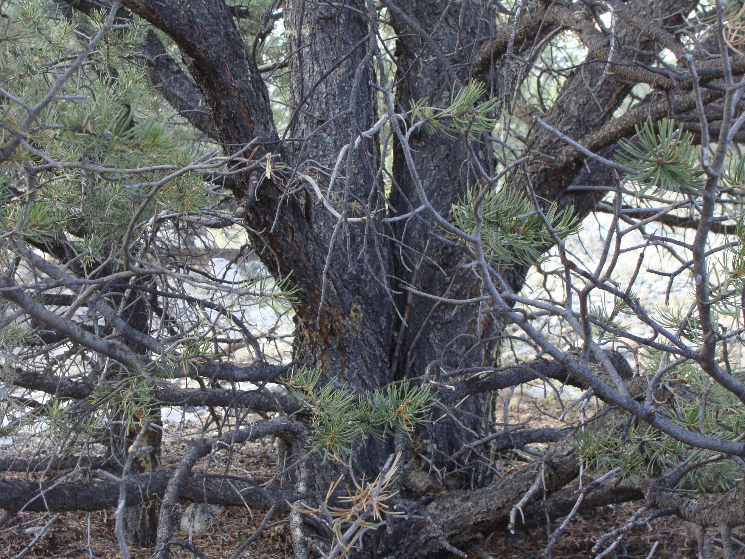 Two Trees ... growing together, growing apart amidst the curves and tangles of life.