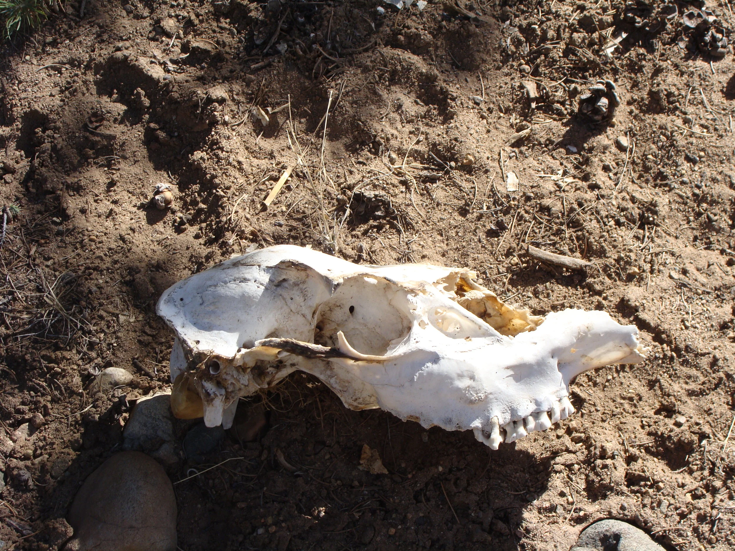 Accepting death as a part of the natural cycle helps us harmonize with nature and ourselves.