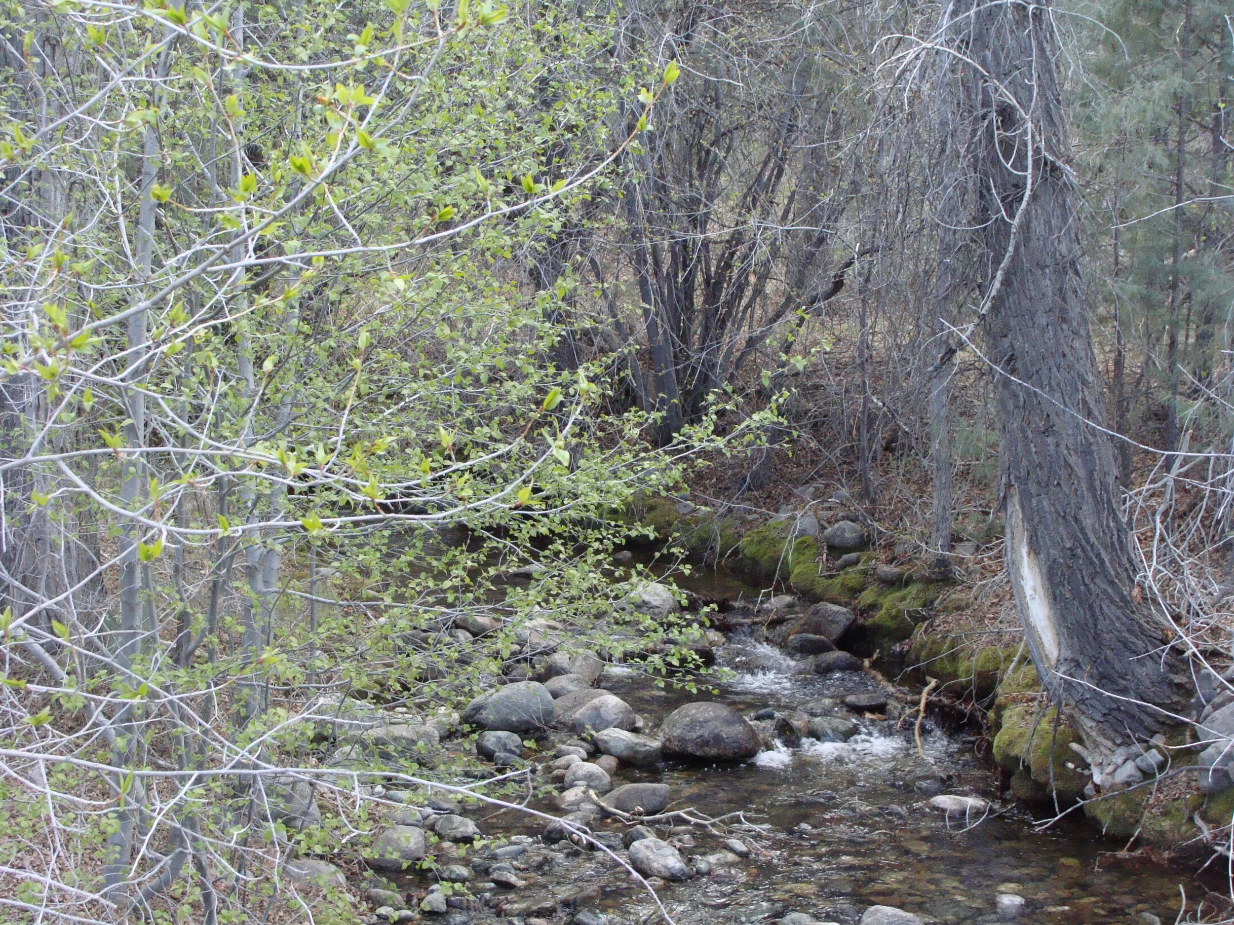 The bright green of new growth as the snow melts and Cottonwood Creek flows
