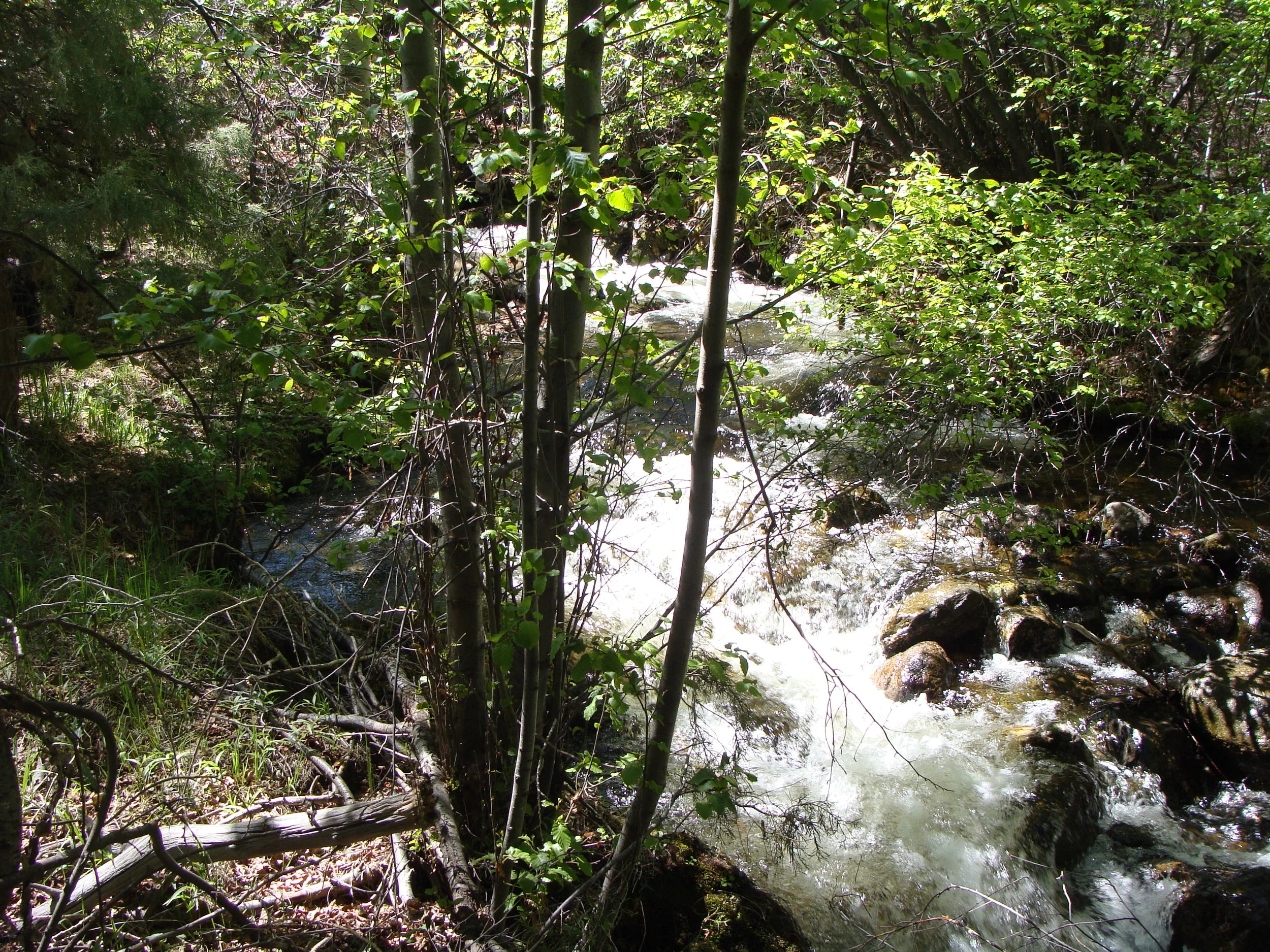 A feast for eyes and ears - the beauty of a mountain stream.
