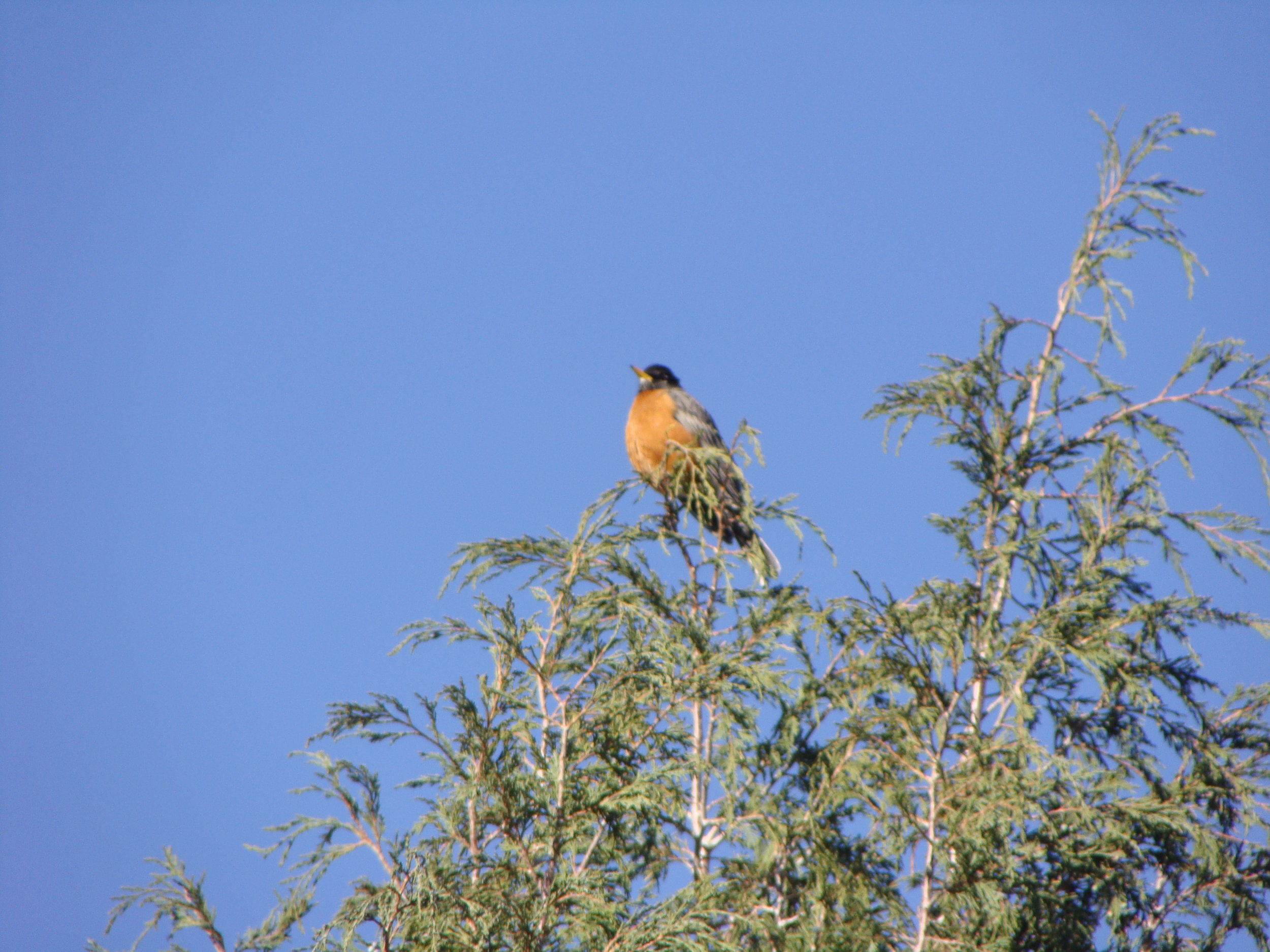 Robin sings its song.