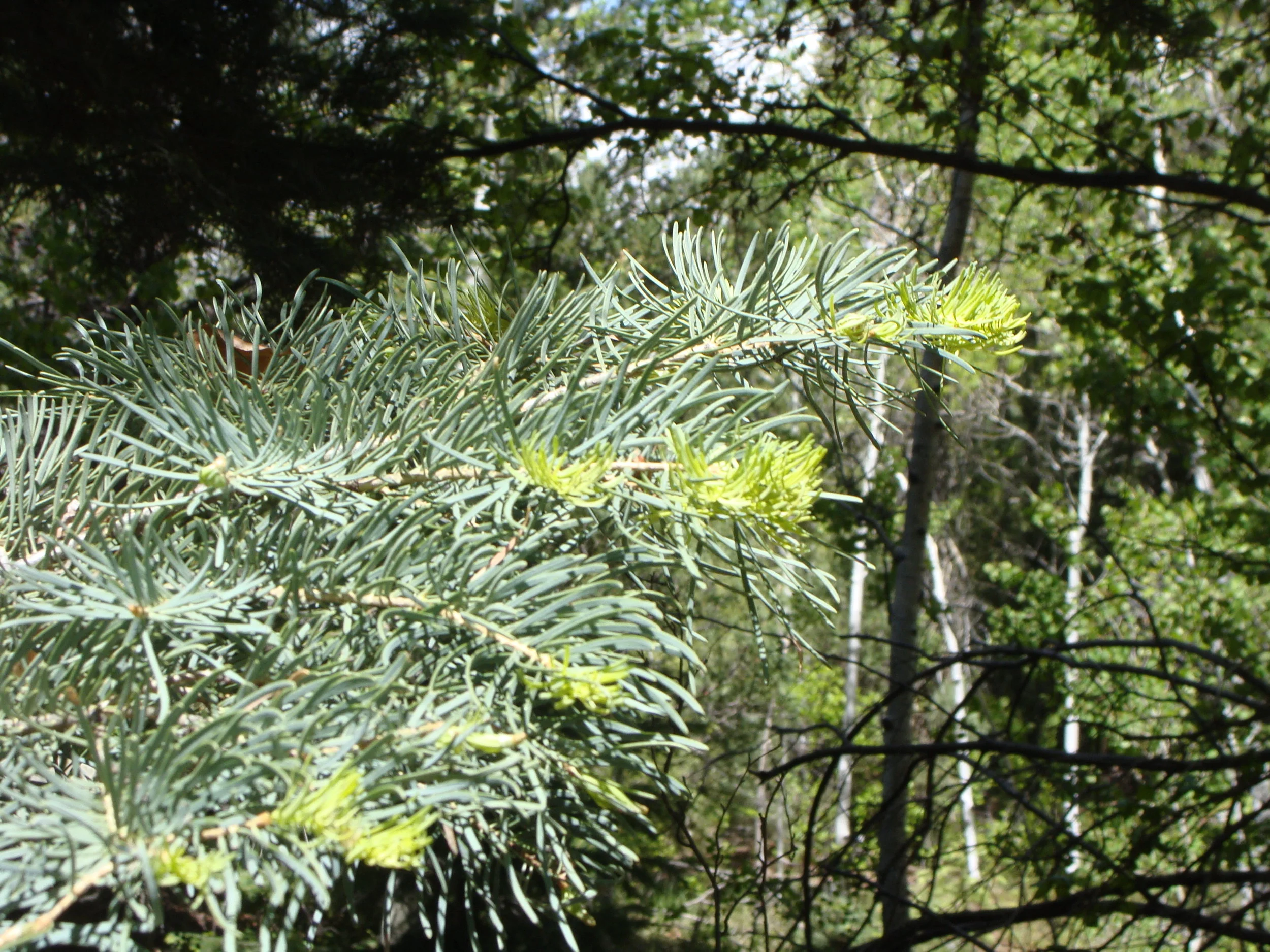 I haven't learned to hear the tree's song of growth, but it's here surely as Spring.
