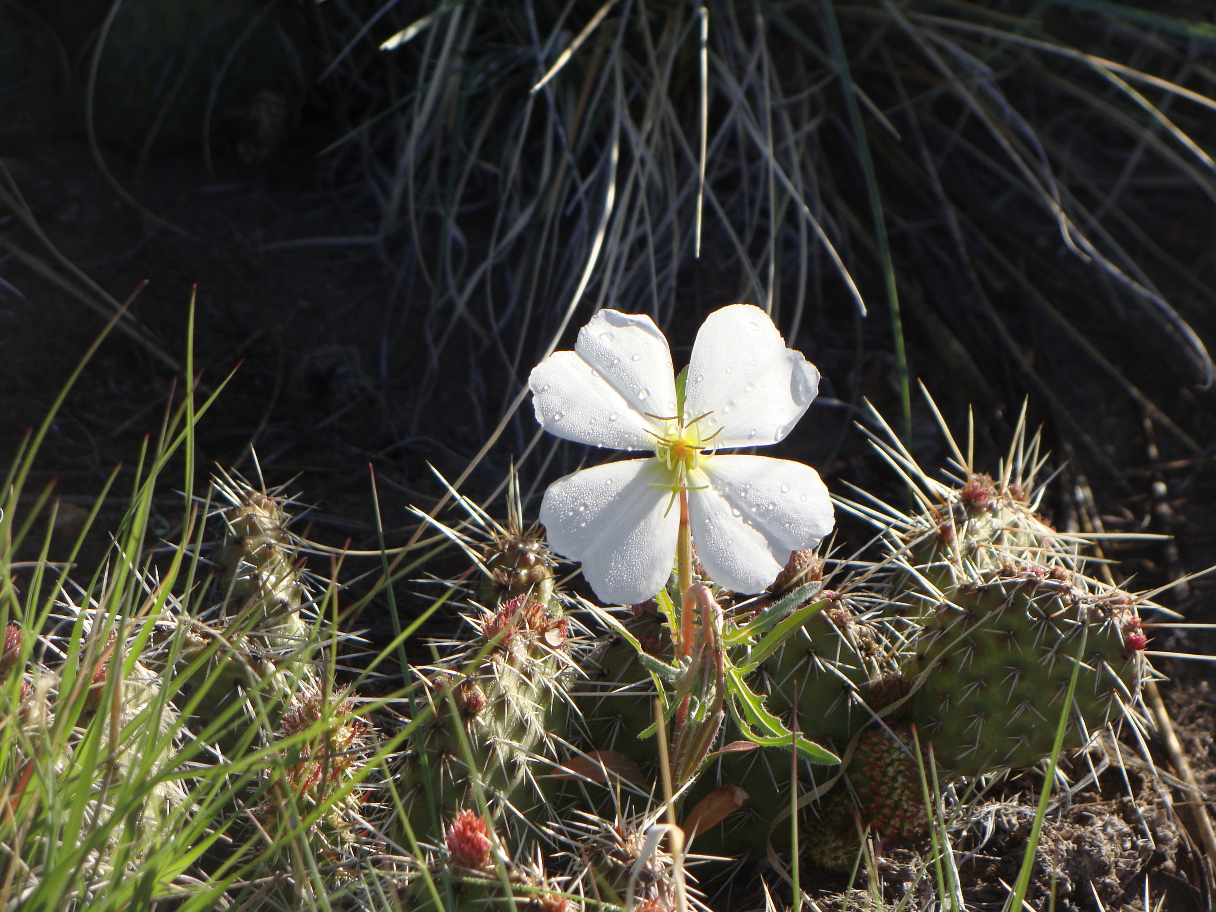 Blooming Sweetness in the Prickling Cacti