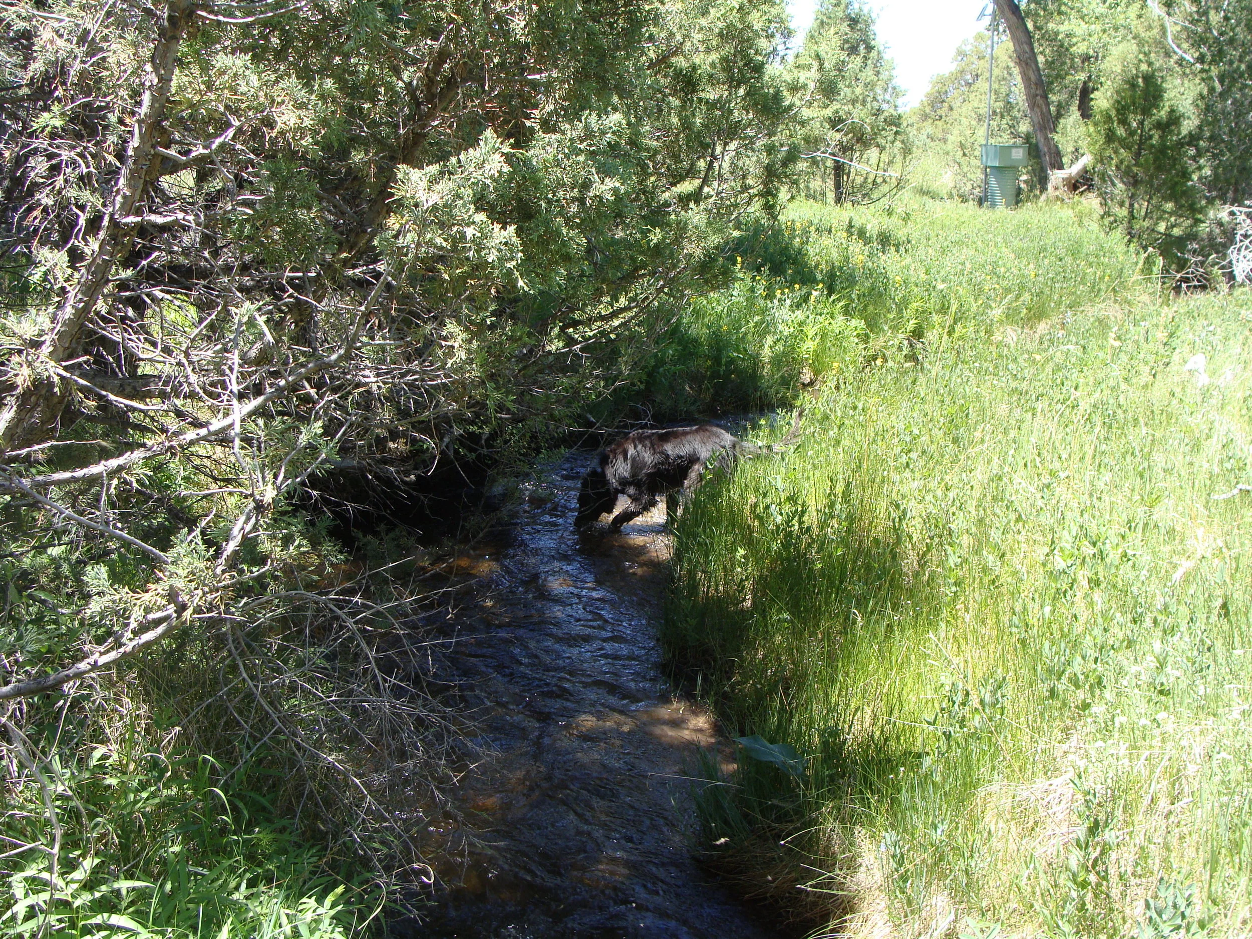 Nice hike and creek play after a day of rest.