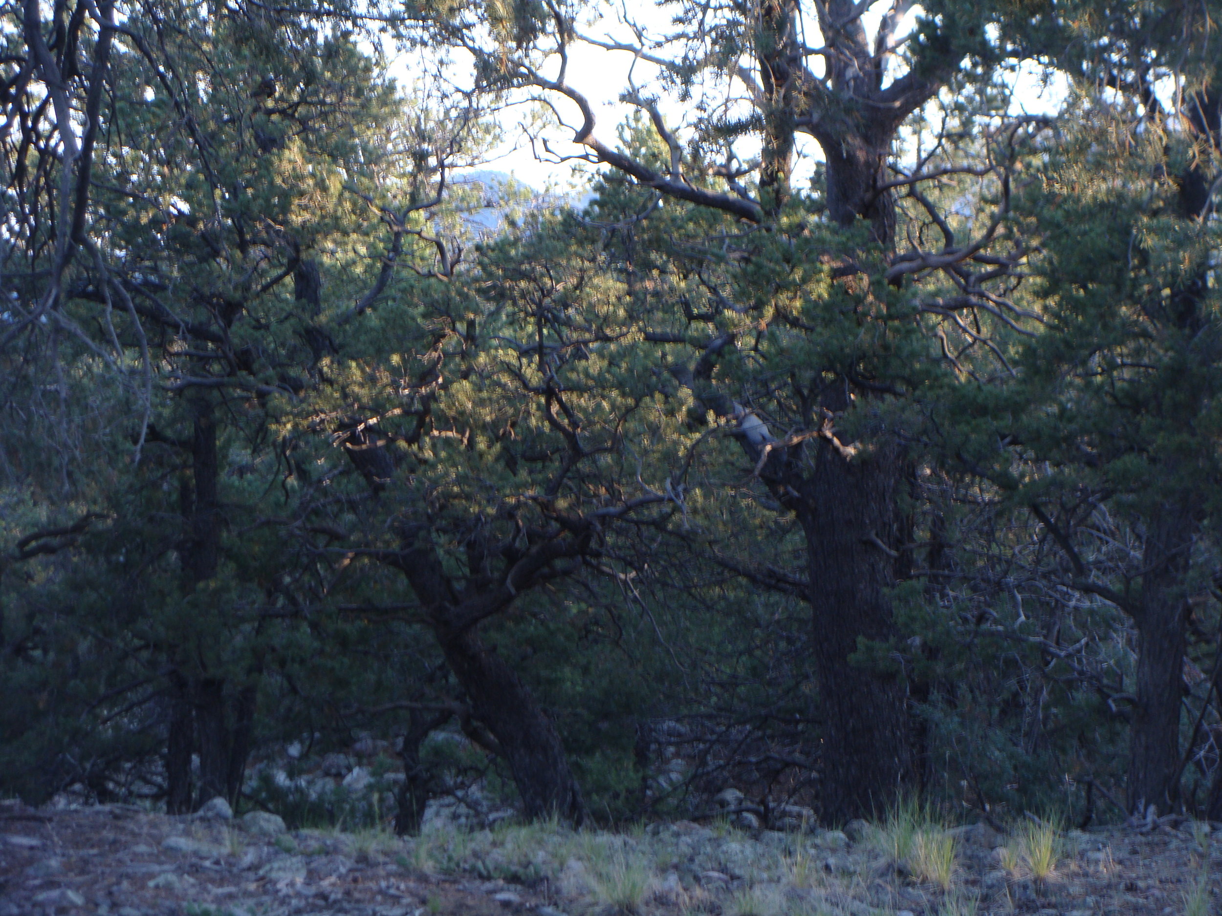 When I'm present, I notice the subtle beauty of first light filtering through the woods.