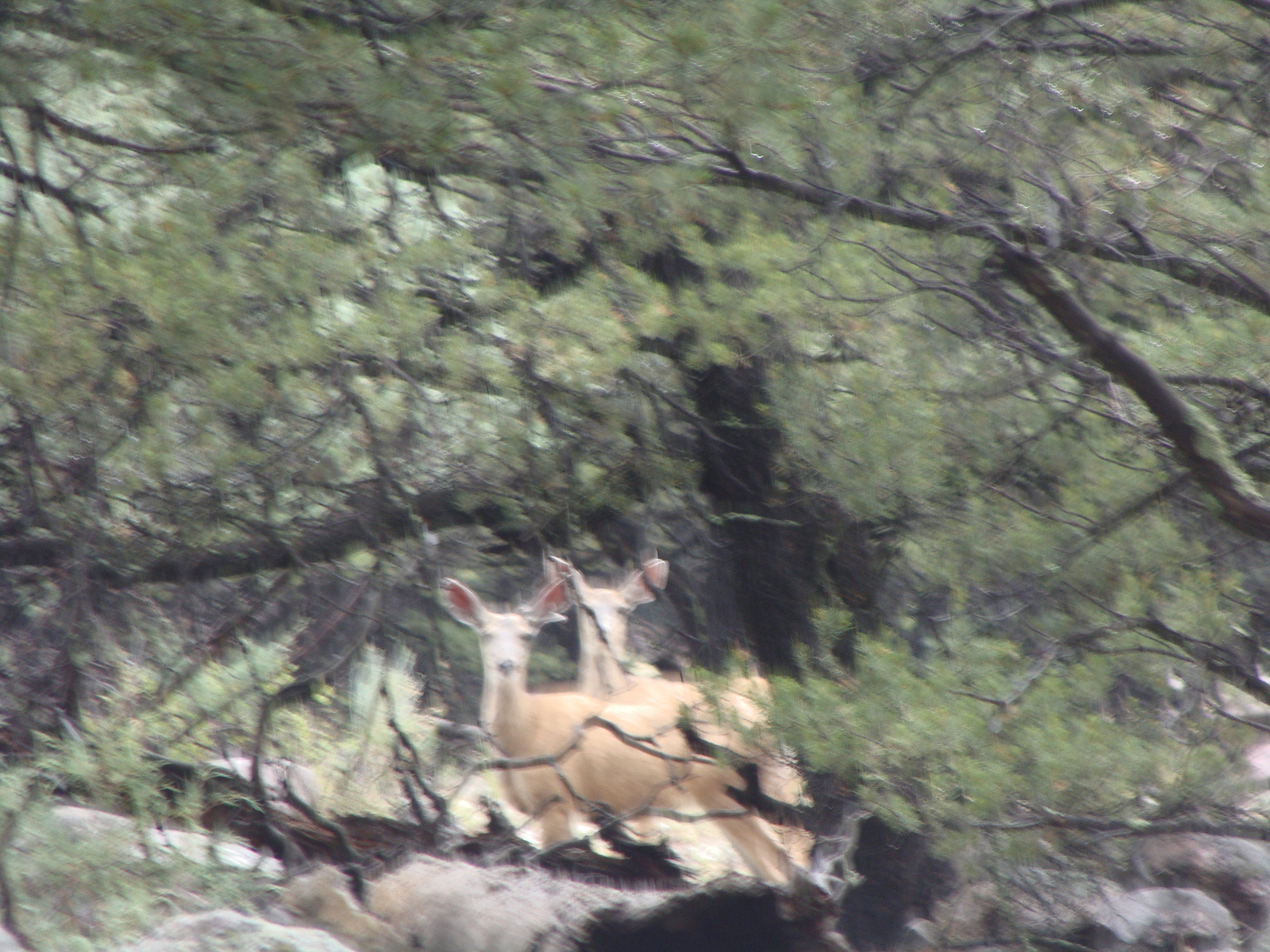 Curious Deer: Gentleness and Innocence - Gentle Luring to New Adventure ( Ted Andrews, Animal-Speak )