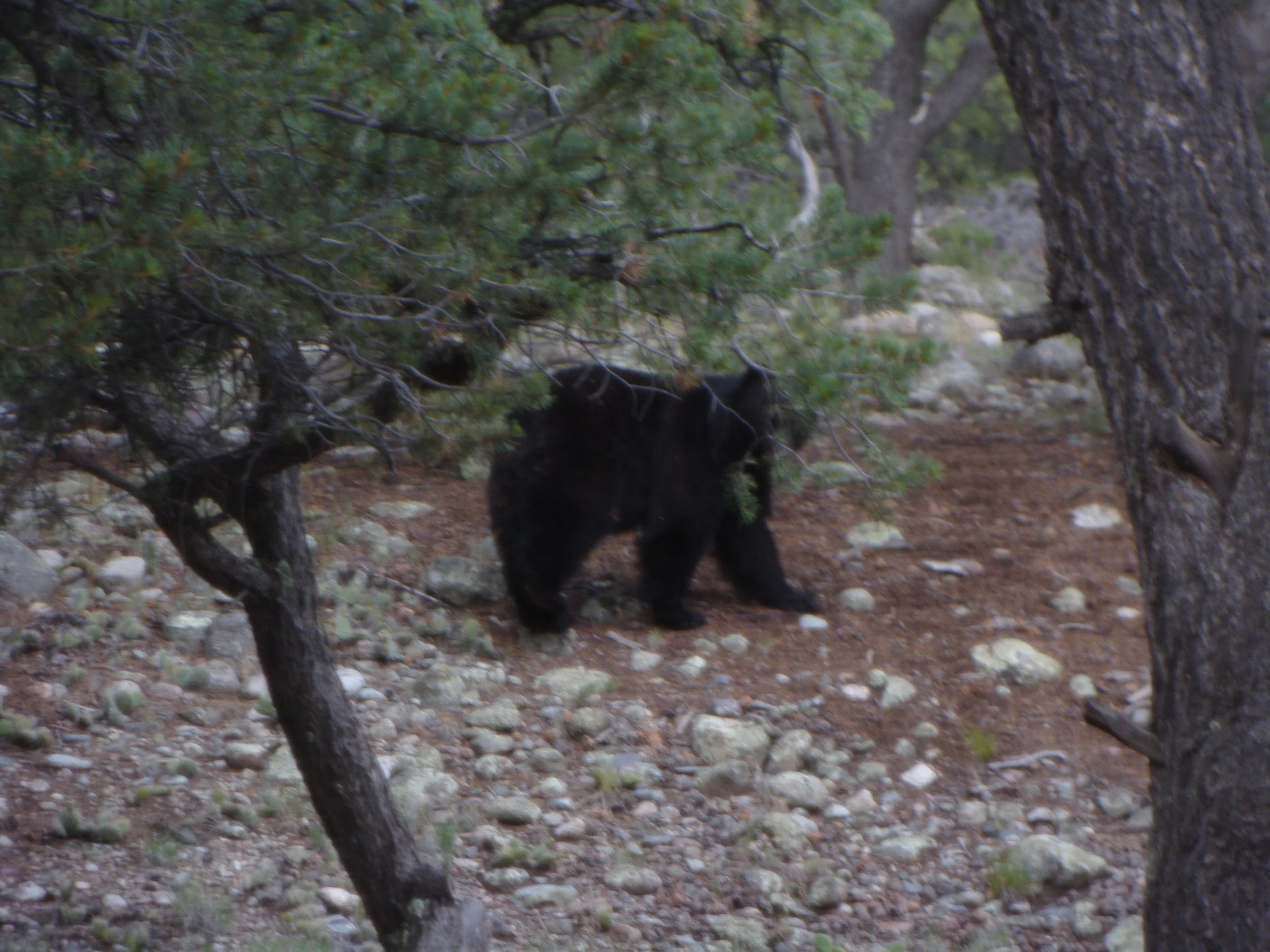 Bear: Awakening the Power of the Unconscious (Ted Andrews, Animal-Speak )