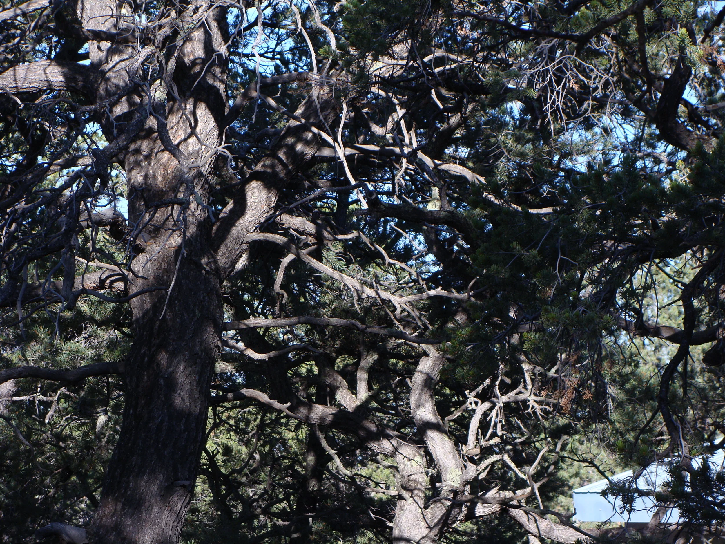 Twists, turns and shadows are a part of nature. We humans didn't invent them.