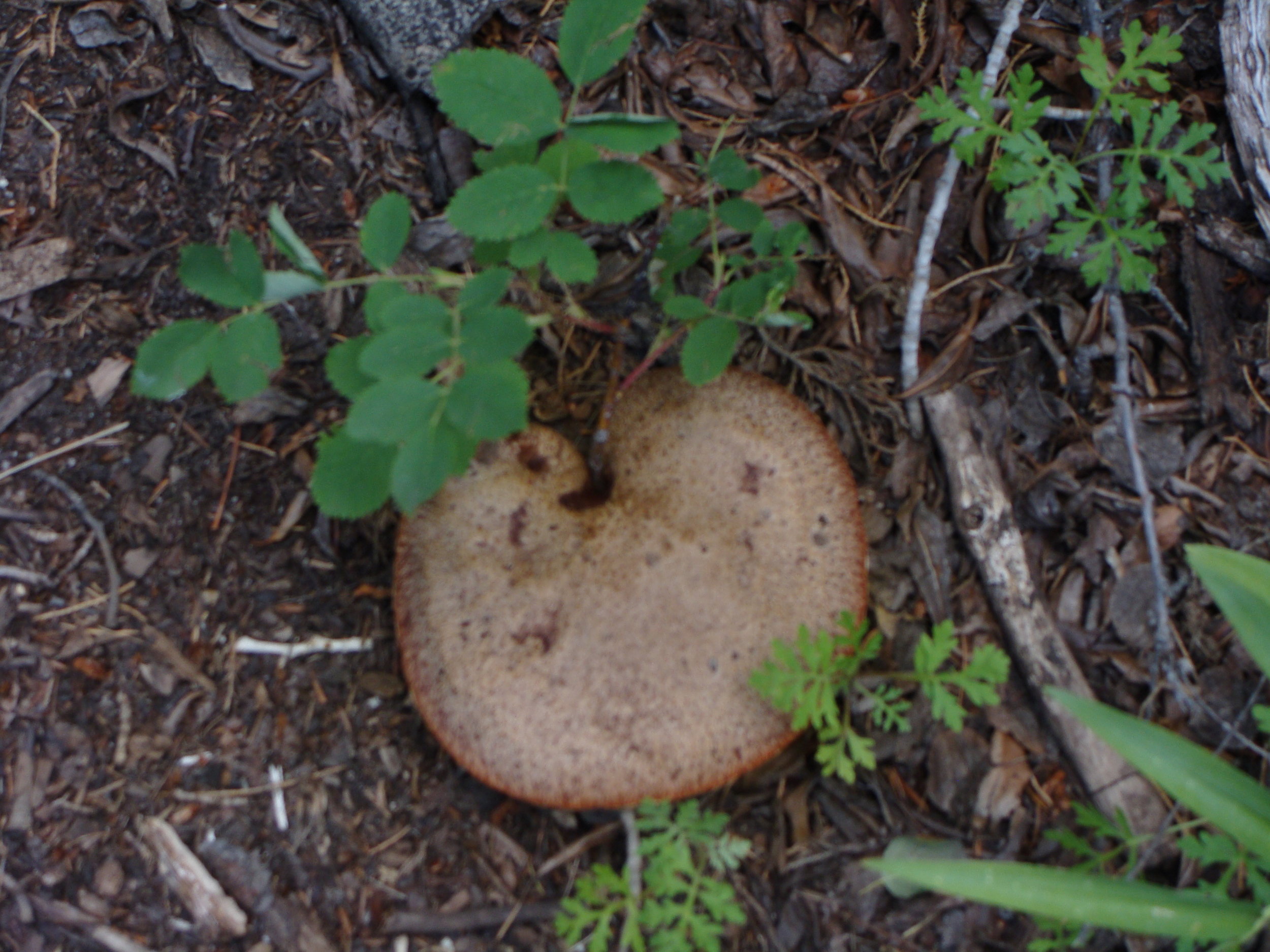The forest floor is alive with new growth. 