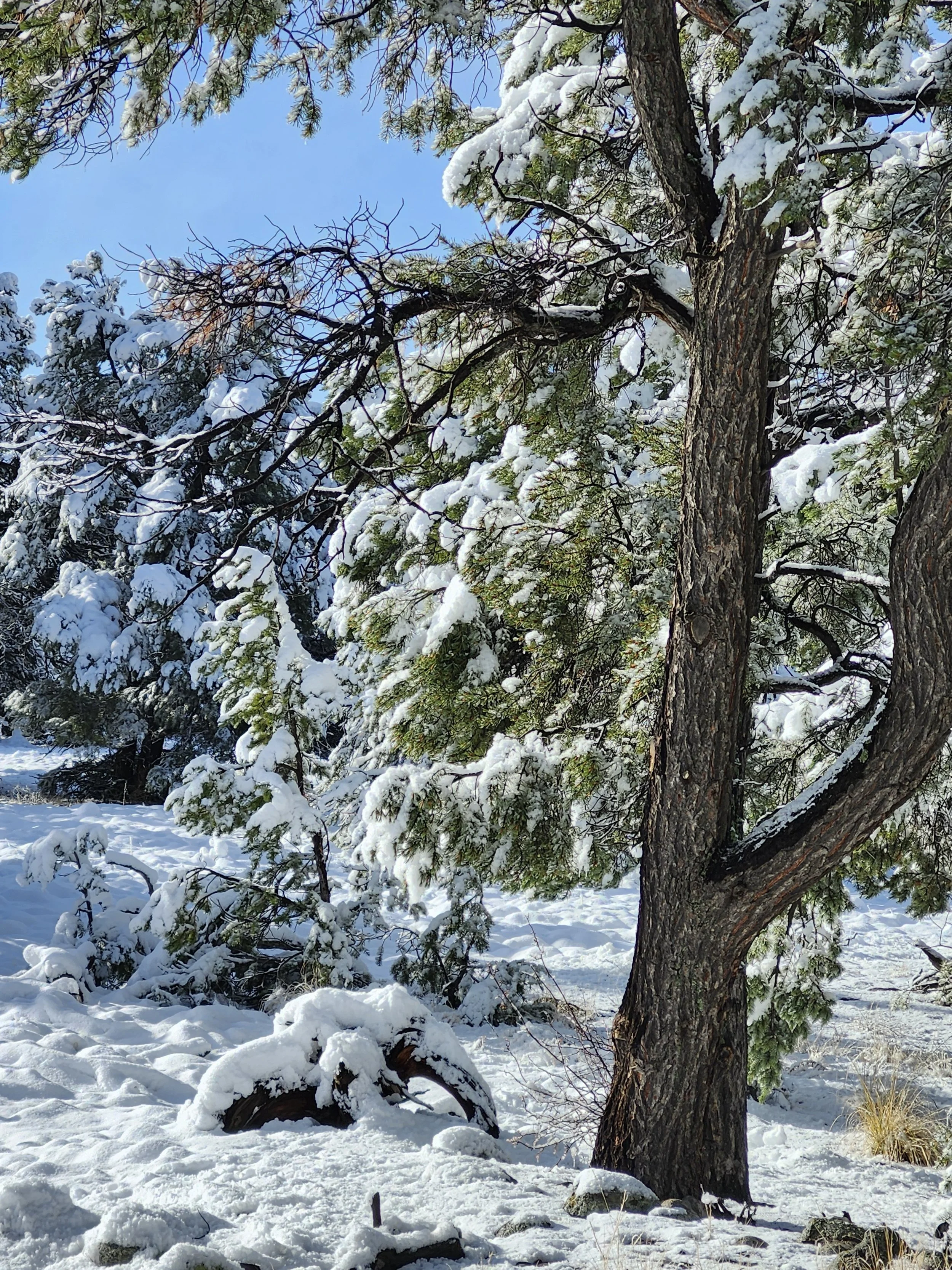 Snow on Elephant 11-24-25.jpg