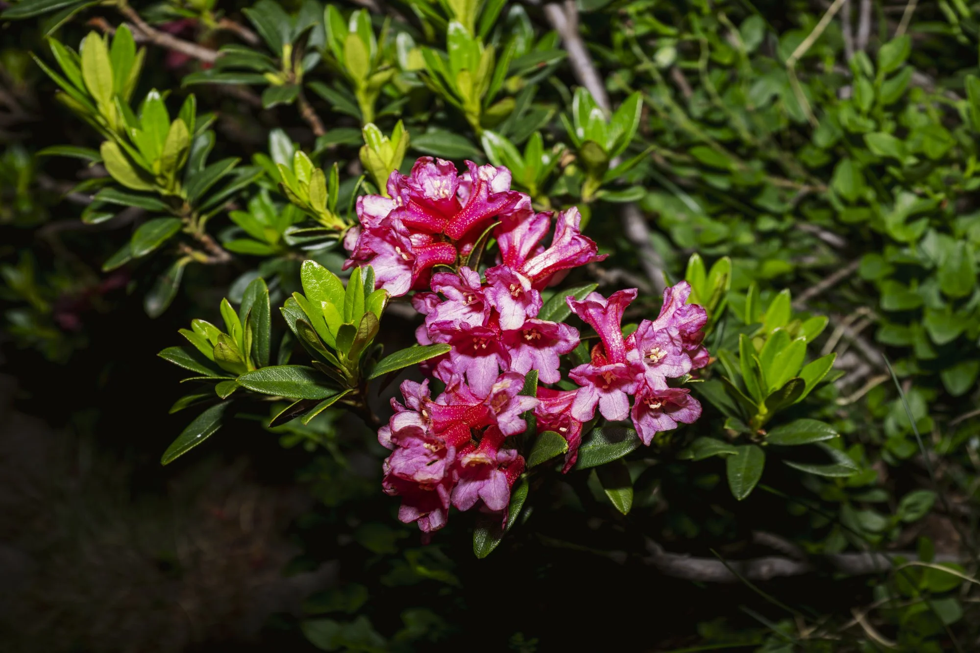 DSC01266.jpg