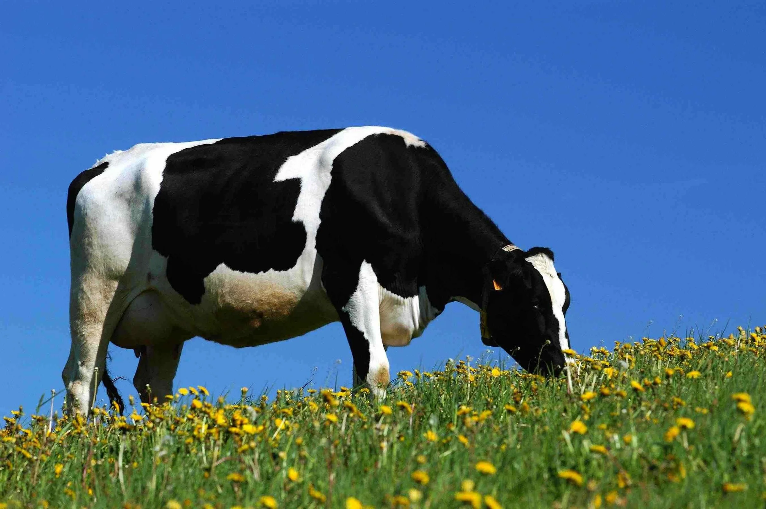 cow-small.jpg